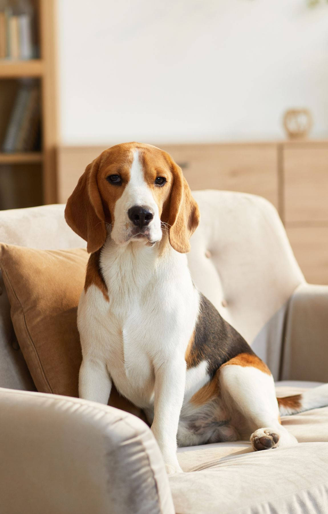 Mbwa Beagle Anayeketi Juu ya Kiti Picha ya Ukuta