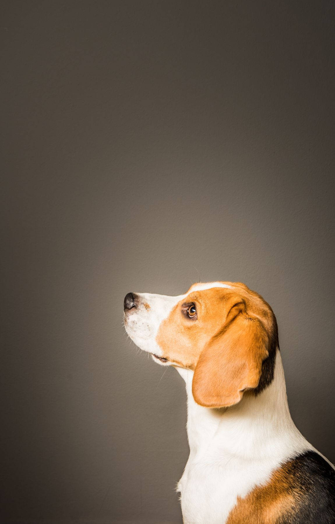 Mbwa Beagle Kutoka Upande Picha ya Ukuta
