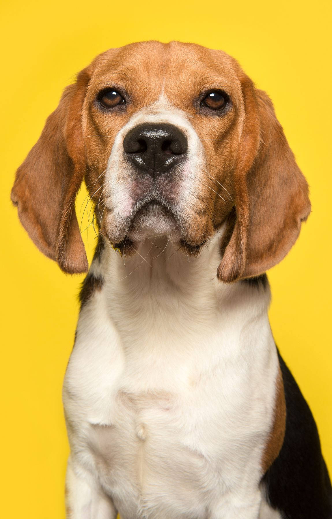 Mbwa Beagle kwenye Nyuma ya Rangi ya Njano Picha ya Ukuta