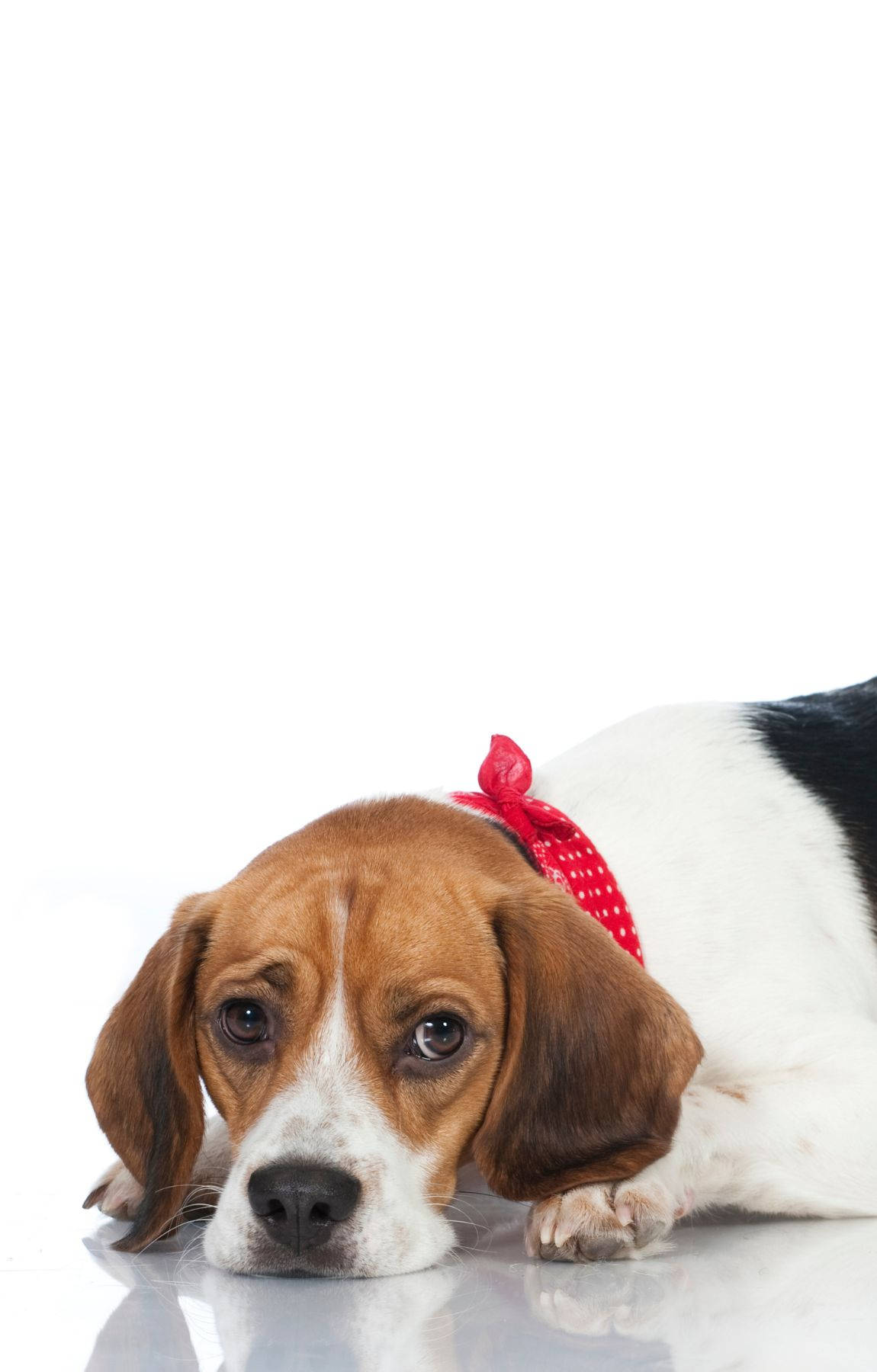 Mbwa Beagle Mwenye Huzuni Picha ya Ukuta