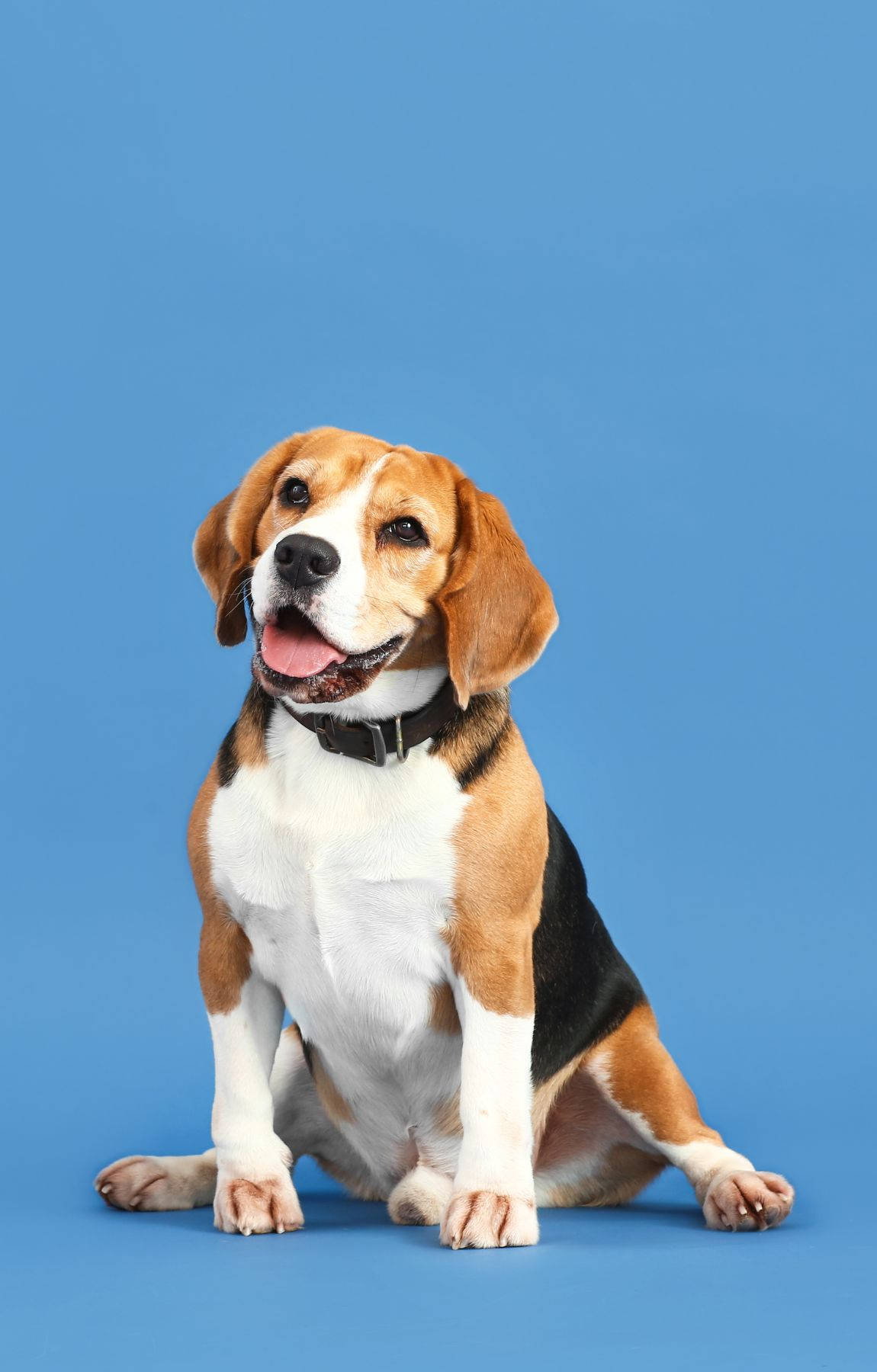 Mbwa Beagle Mwenye Upendo kwenye Nyuma ya Rangi ya Bluu Pastel Picha ya Ukuta