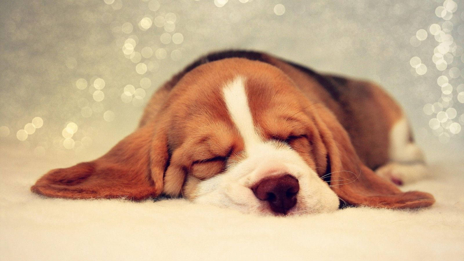 Mbwa Beagle Mzuri Akiwa Amelala Picha ya Ukuta