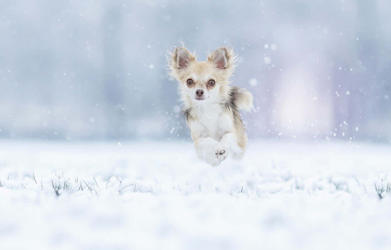 Mbwa Chihuahua Anayeruka Majira ya Baridi Picha ya Ukuta