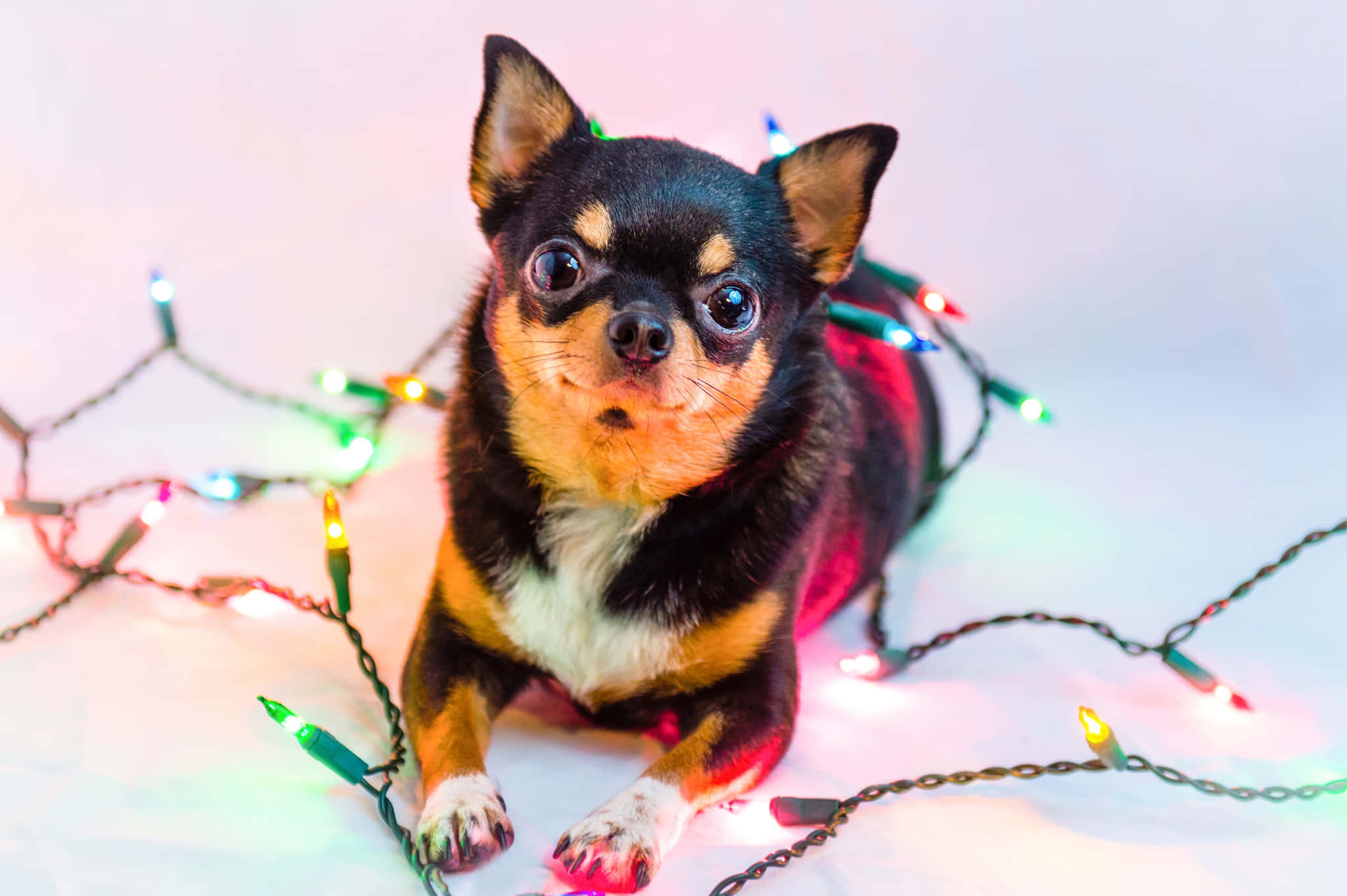 Mbwa Chihuahua Mweusi Akicheza Taa za Krismasi Picha ya Ukuta