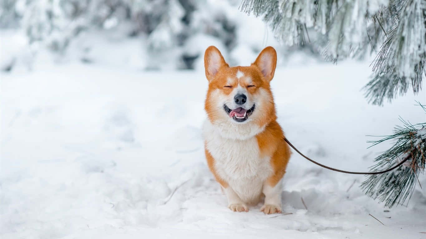Mbwa Corgi wa Majira ya Baridi Picha ya Ukuta
