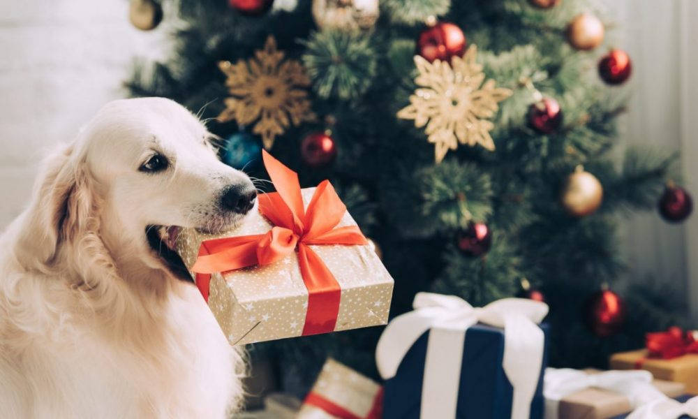 Mbwa Golden Retriever Na Hadithi ya Krismasi Picha ya Ukuta