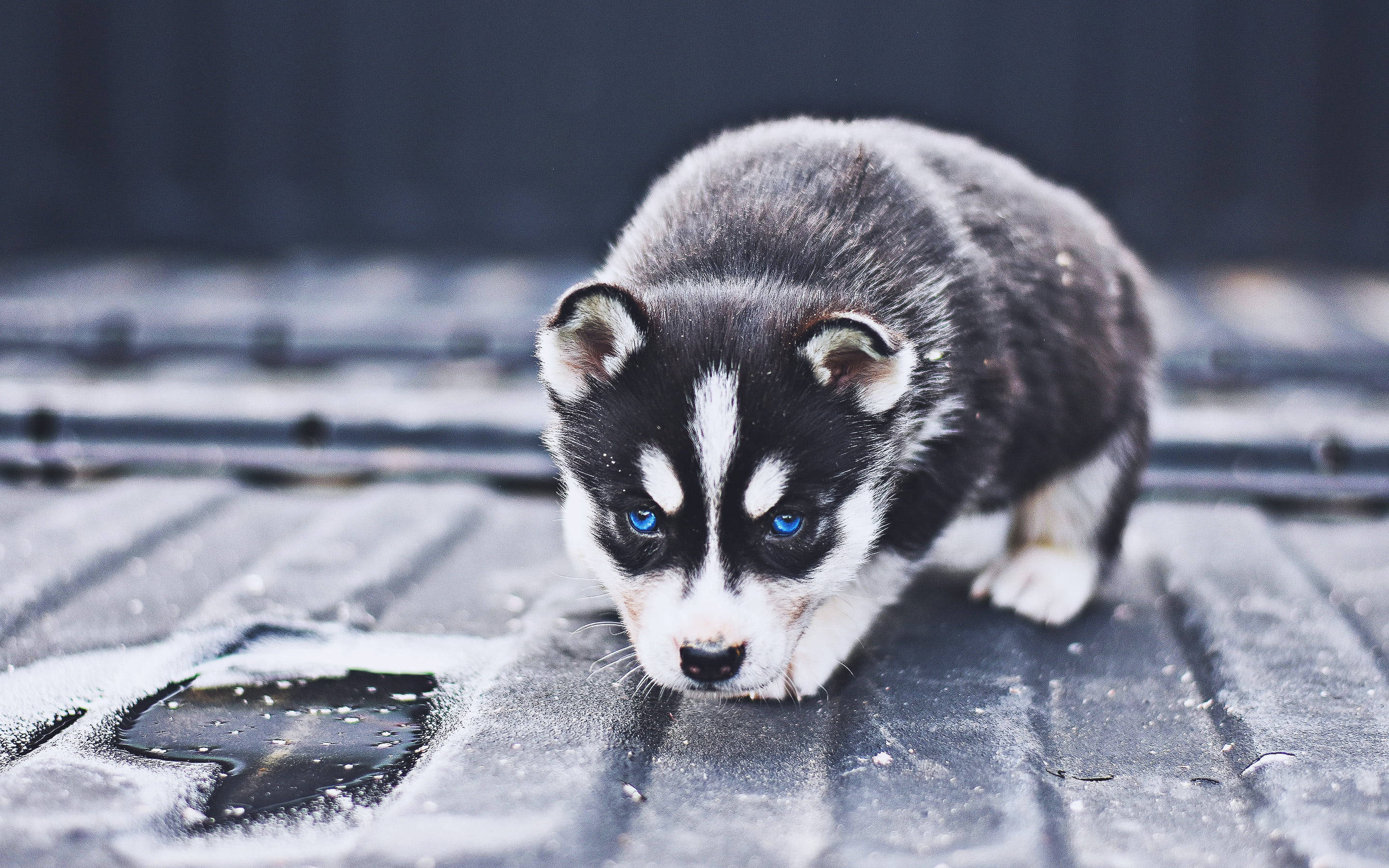 Mbwa Husky Mweusi Akiwa Amejichomoa Picha ya Ukuta