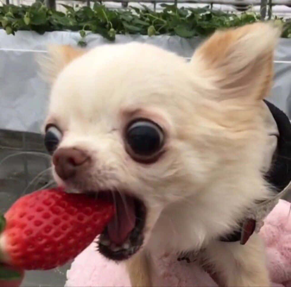 mbwa mdogo wa chihuahua akila strawberry Picha ya Ukuta