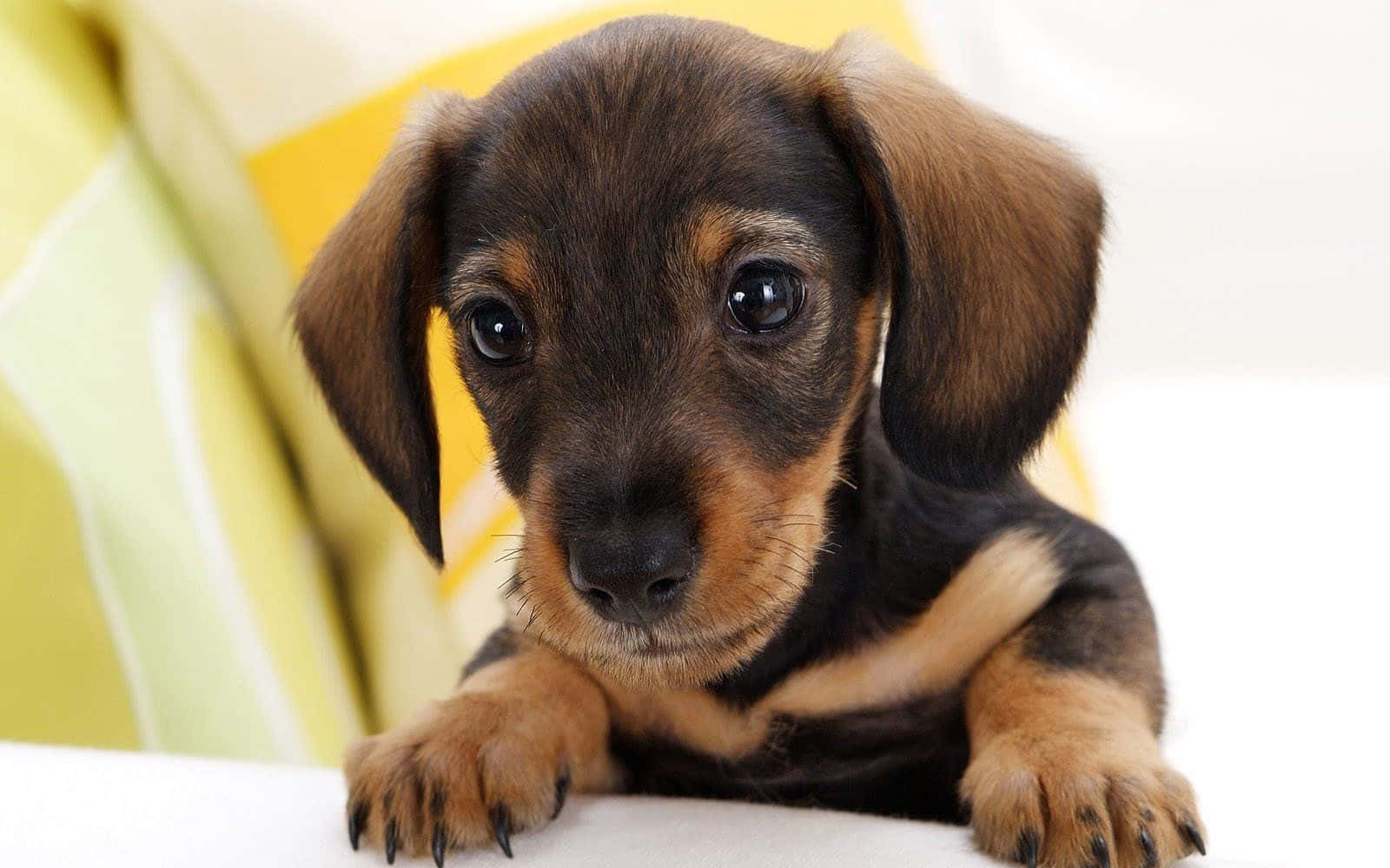 Mbwa Mrembo Anapiga Picha Katika Mazingira ya Rangi Picha ya Ukuta