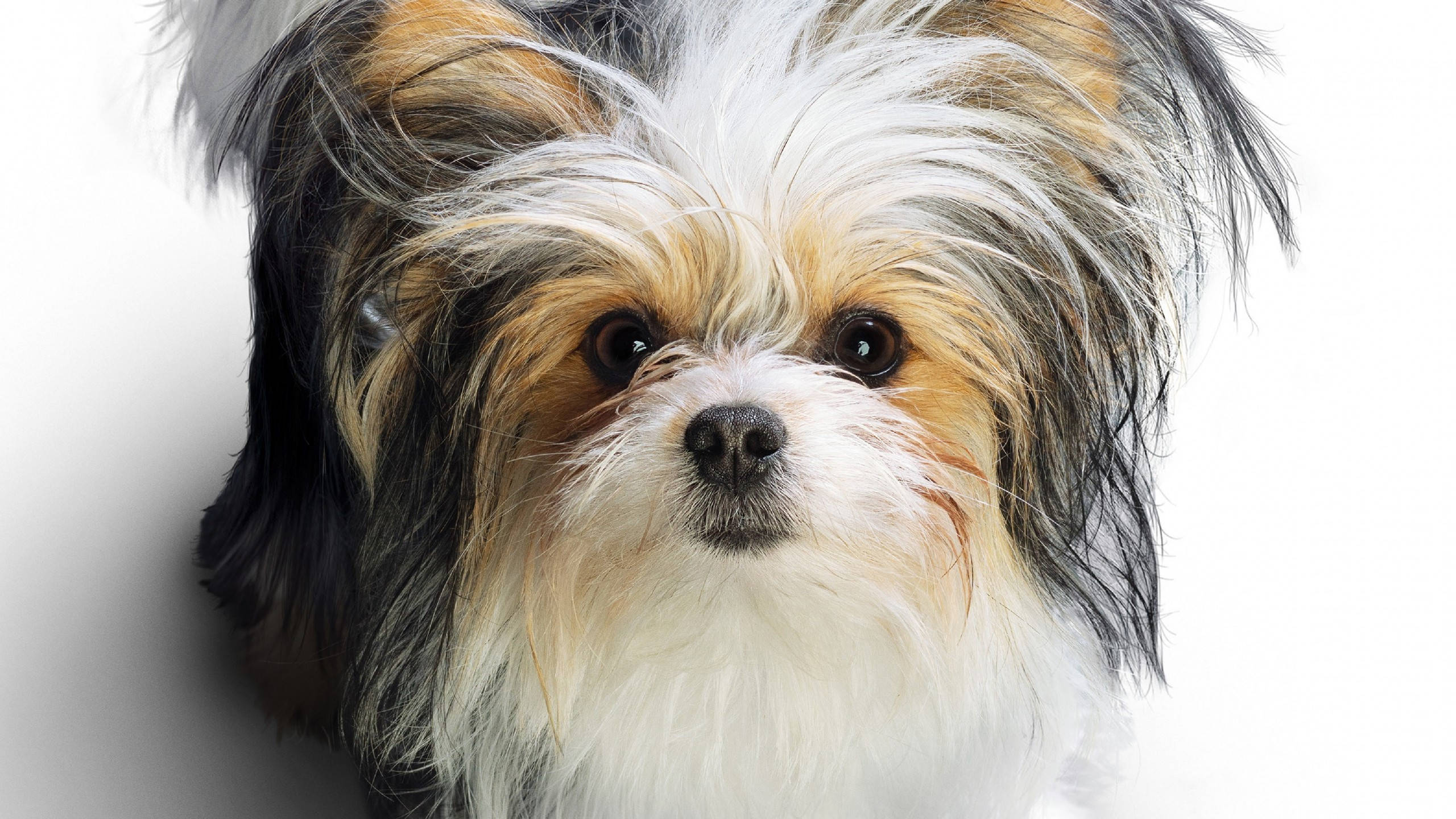 Mbwa Mrembo Terrier wa Rangi Tatu Picha ya Ukuta