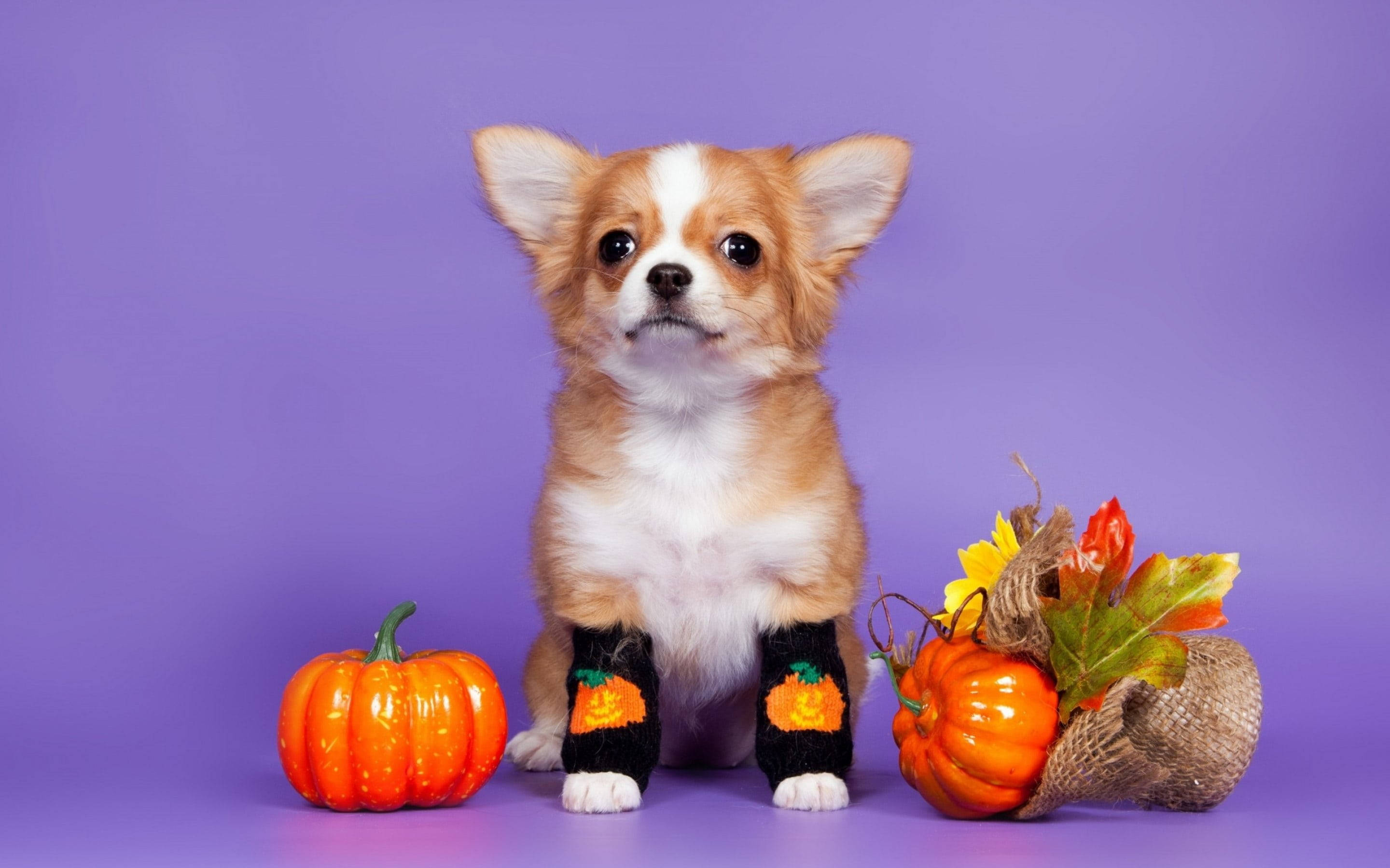 Mbwa Mrembo wa Halloween Picha ya Ukuta