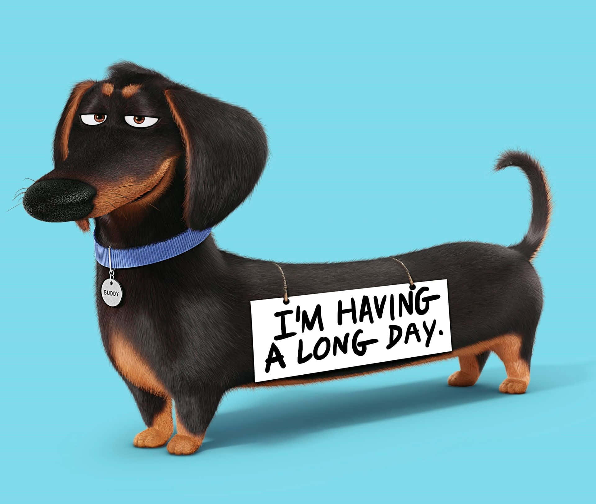 Mbwa mtoto huyu mzuri wa dachshund atakufurahisha siku yako! Picha ya Ukuta