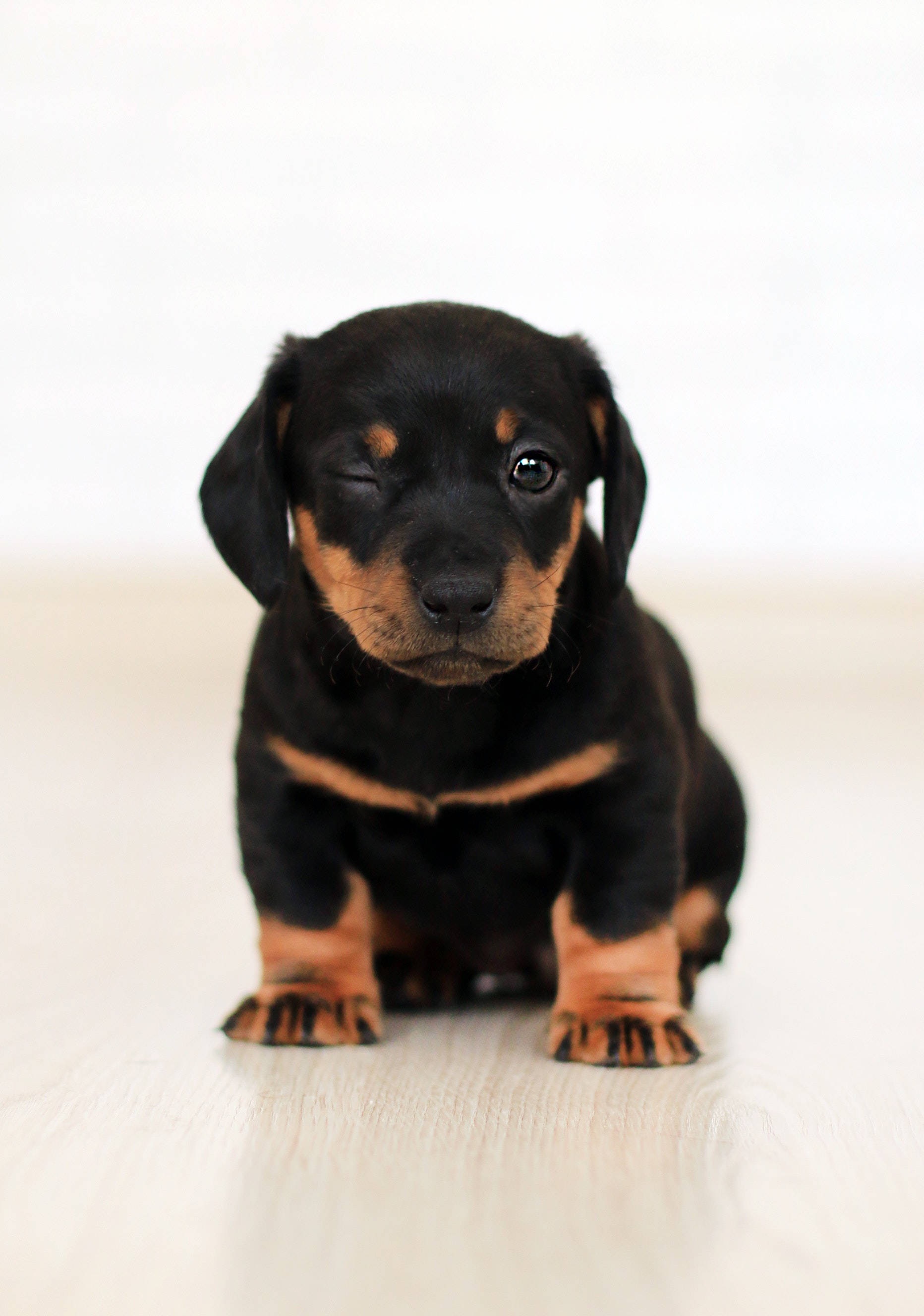 Mbwa Mtoto wa Dachshund Mzuri Picha ya Ukuta