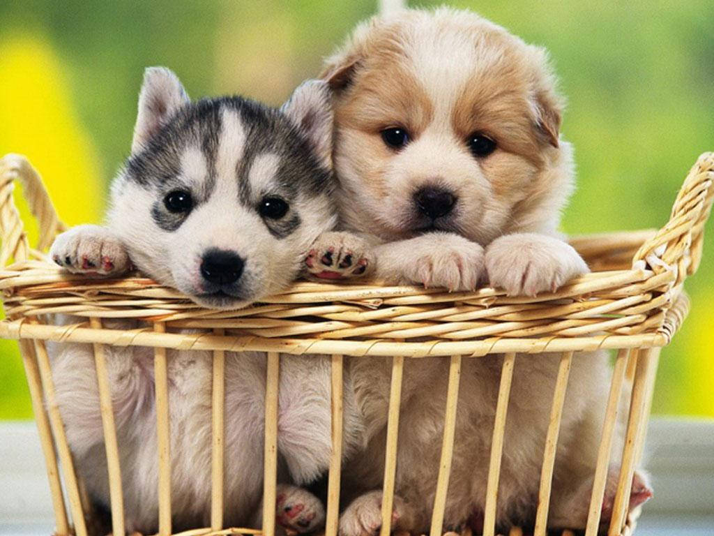Mbwa Mtoto wa Golden Retriever na Husky Kwenye Kikapu Picha ya Ukuta
