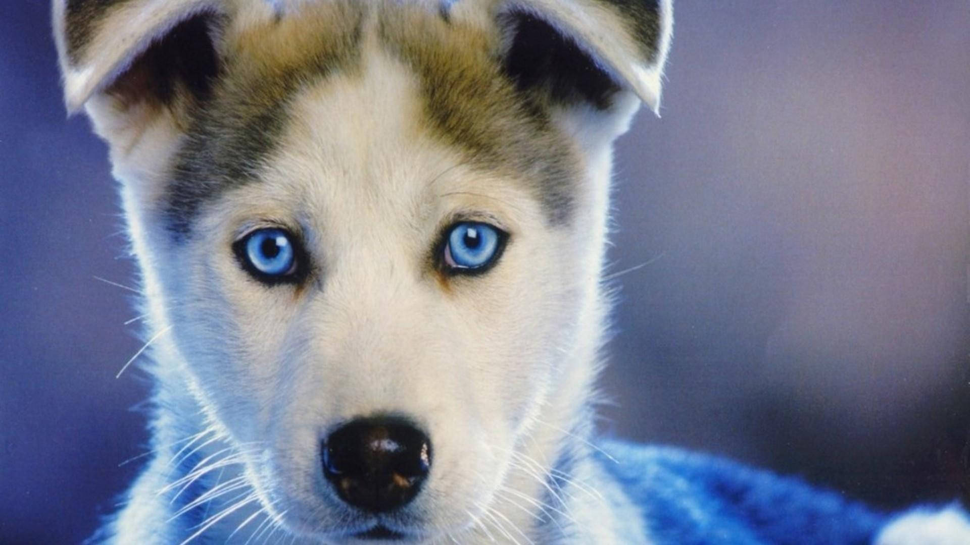 Mbwa Mtoto wa Husky wa Macho ya Bluu na Manyoya ya Kahawia Picha ya Ukuta