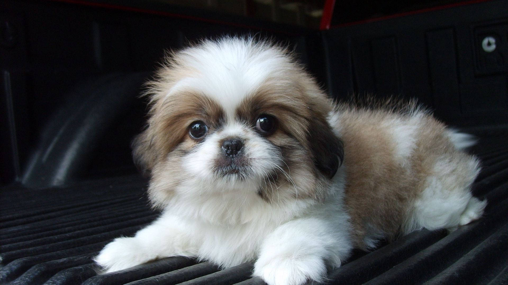 Mbwa Mtoto wa Shih Tzu Akitazama Kamera Picha ya Ukuta