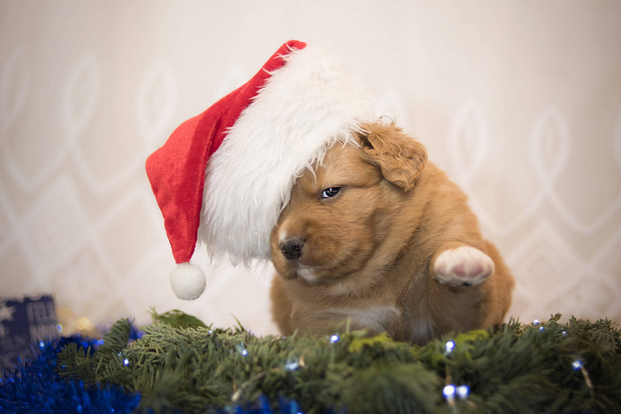 Mbwa Mwembamba Mzuri wa Santa Picha ya Ukuta