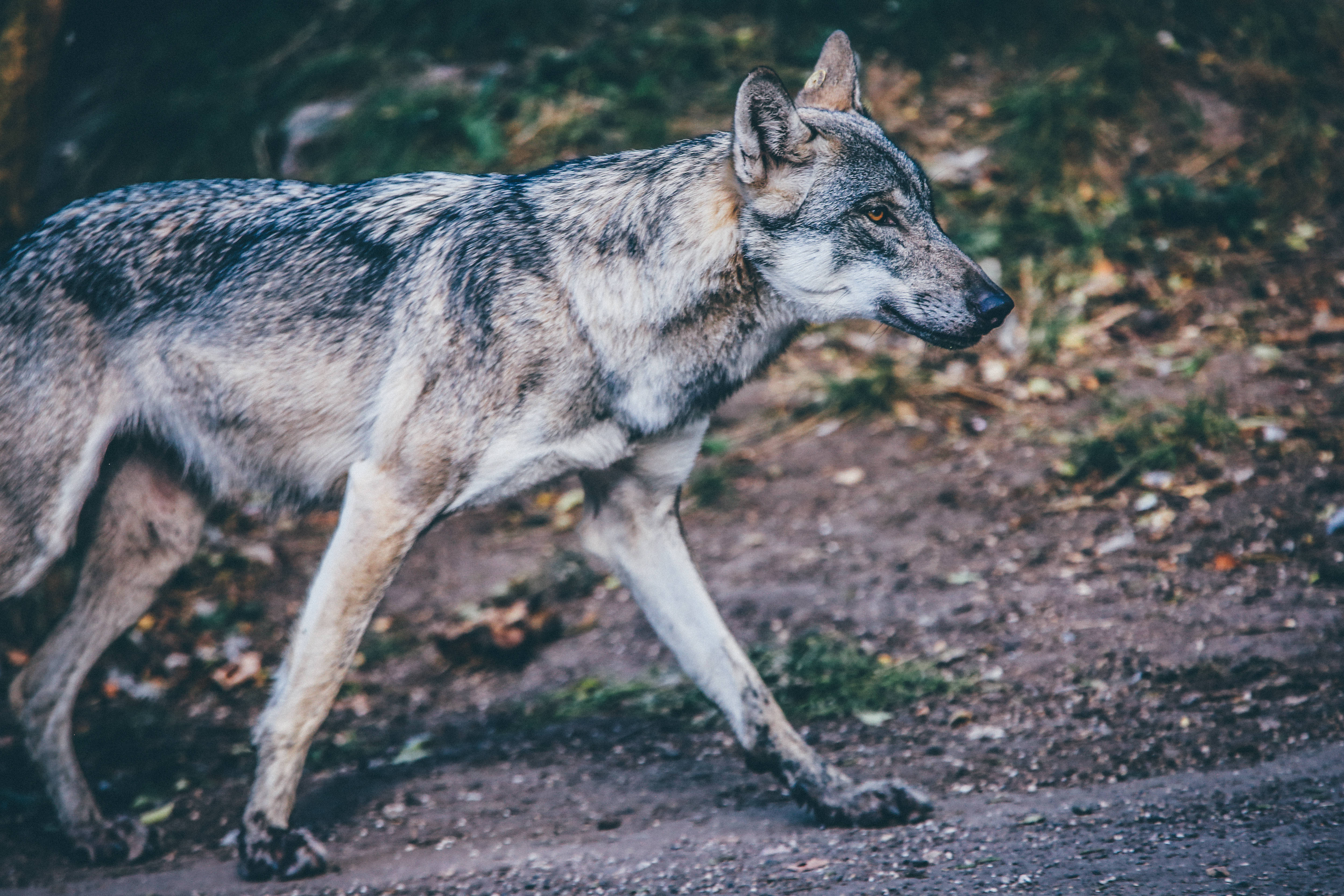 Mbwa Mwitu Akitembea Msituni Wenye Utulivu Picha ya Ukuta