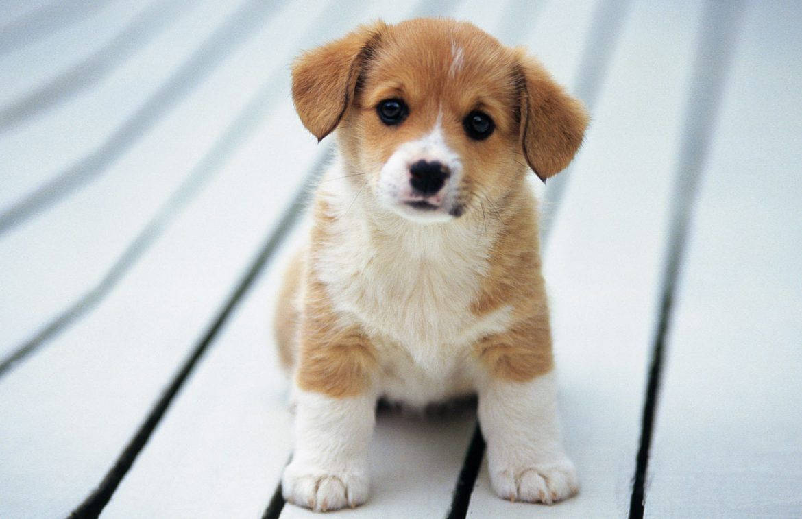 Mbwa Mzuri Corgi Mdogo Picha ya Ukuta