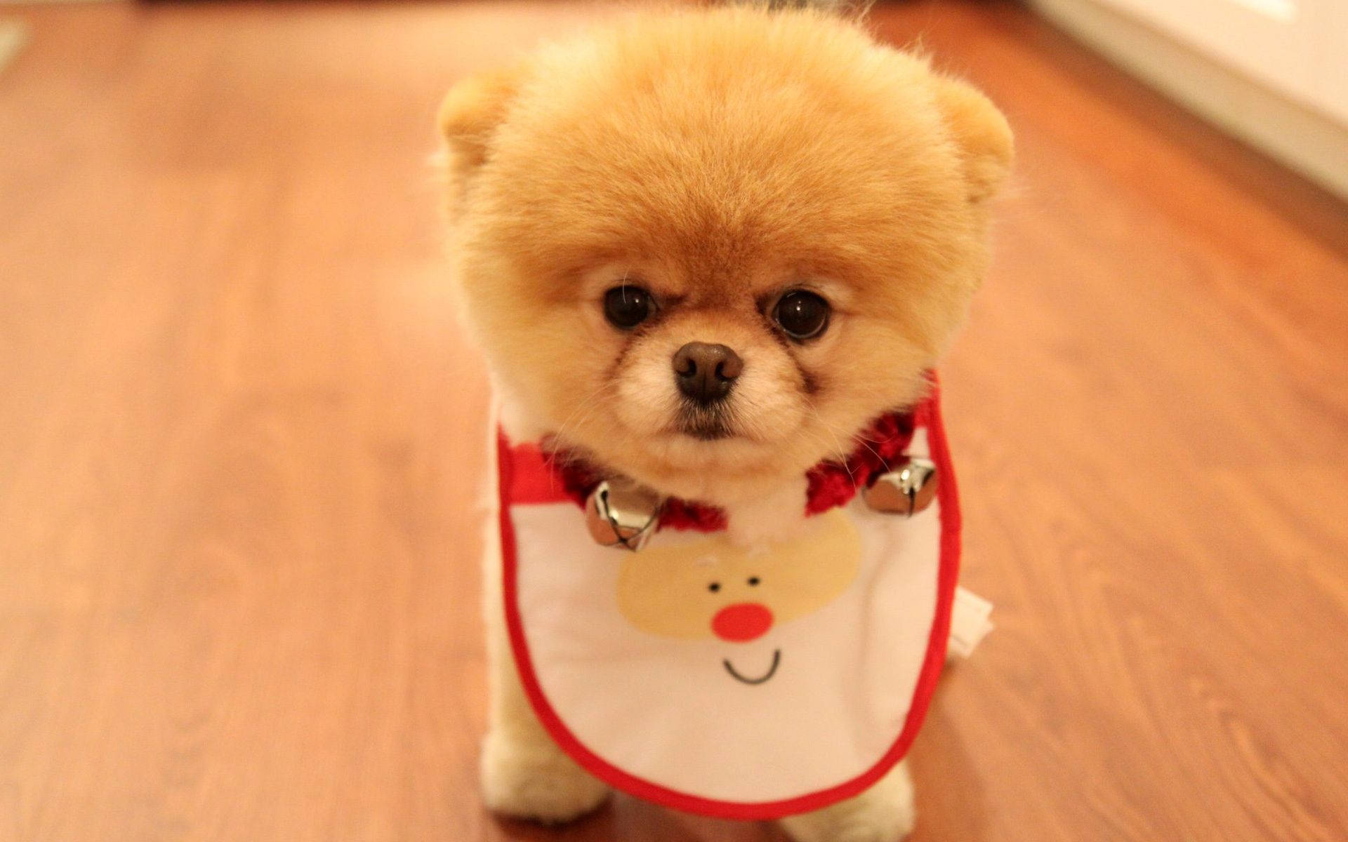 Mbwa Mzuri Pomeranian Kipochi cha Santa Picha ya Ukuta