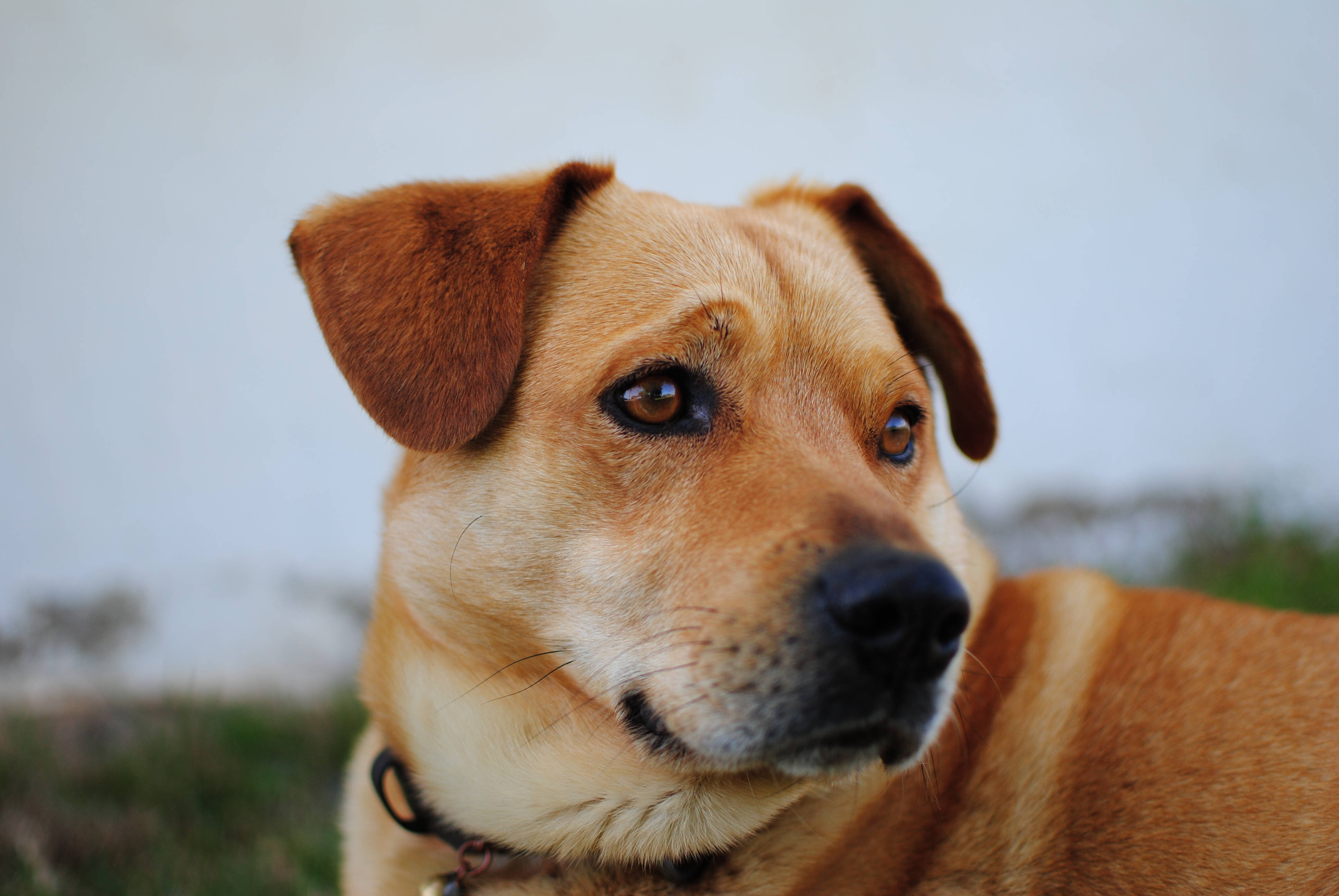 Mbwa Mzuri wa Austrian Pinscher Picha ya Ukuta