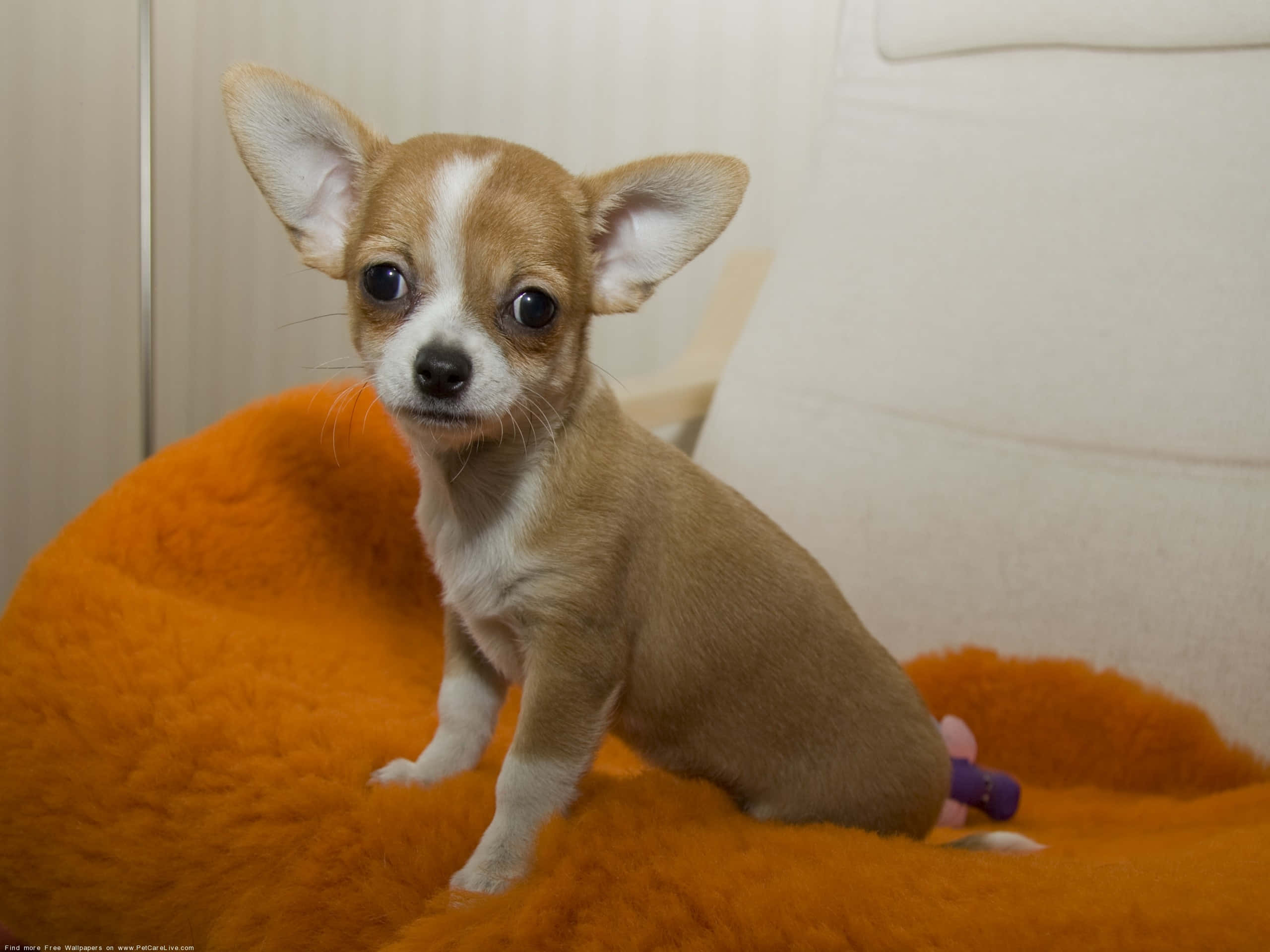 Mbwa Mzuri wa Chihuahua wa Rangi ya Kahawia na Mtulivu Picha ya Ukuta