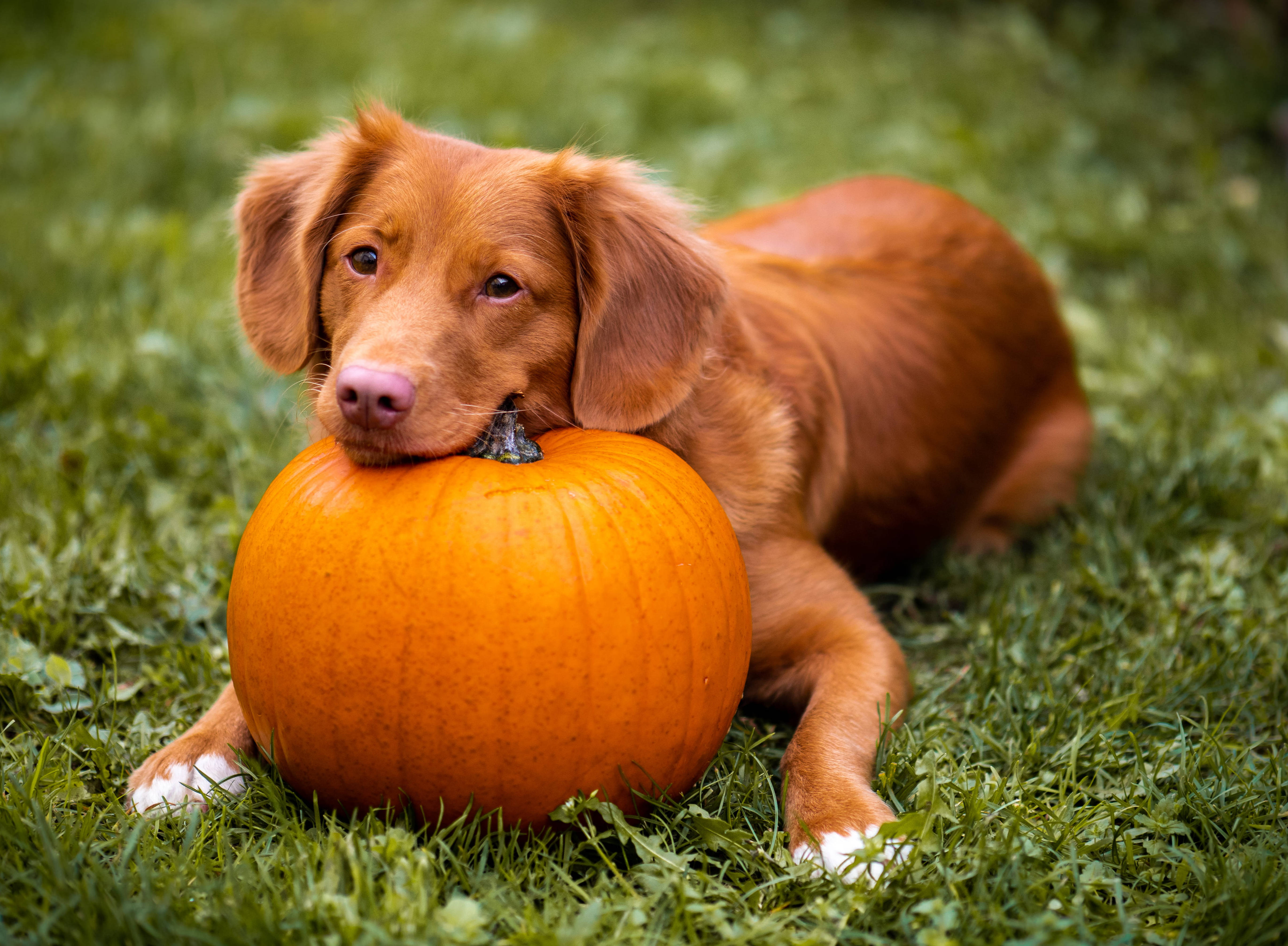 Mbwa Mzuri wa Halloween Kwenye Uwanja wa Nyasi Picha ya Ukuta