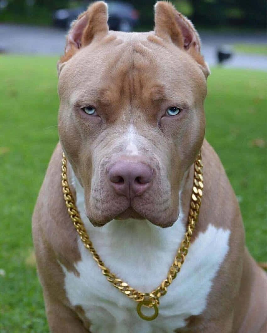 Mbwa Pitbull Akiwa na Mkufu wa Dhahabu Picha ya Ukuta