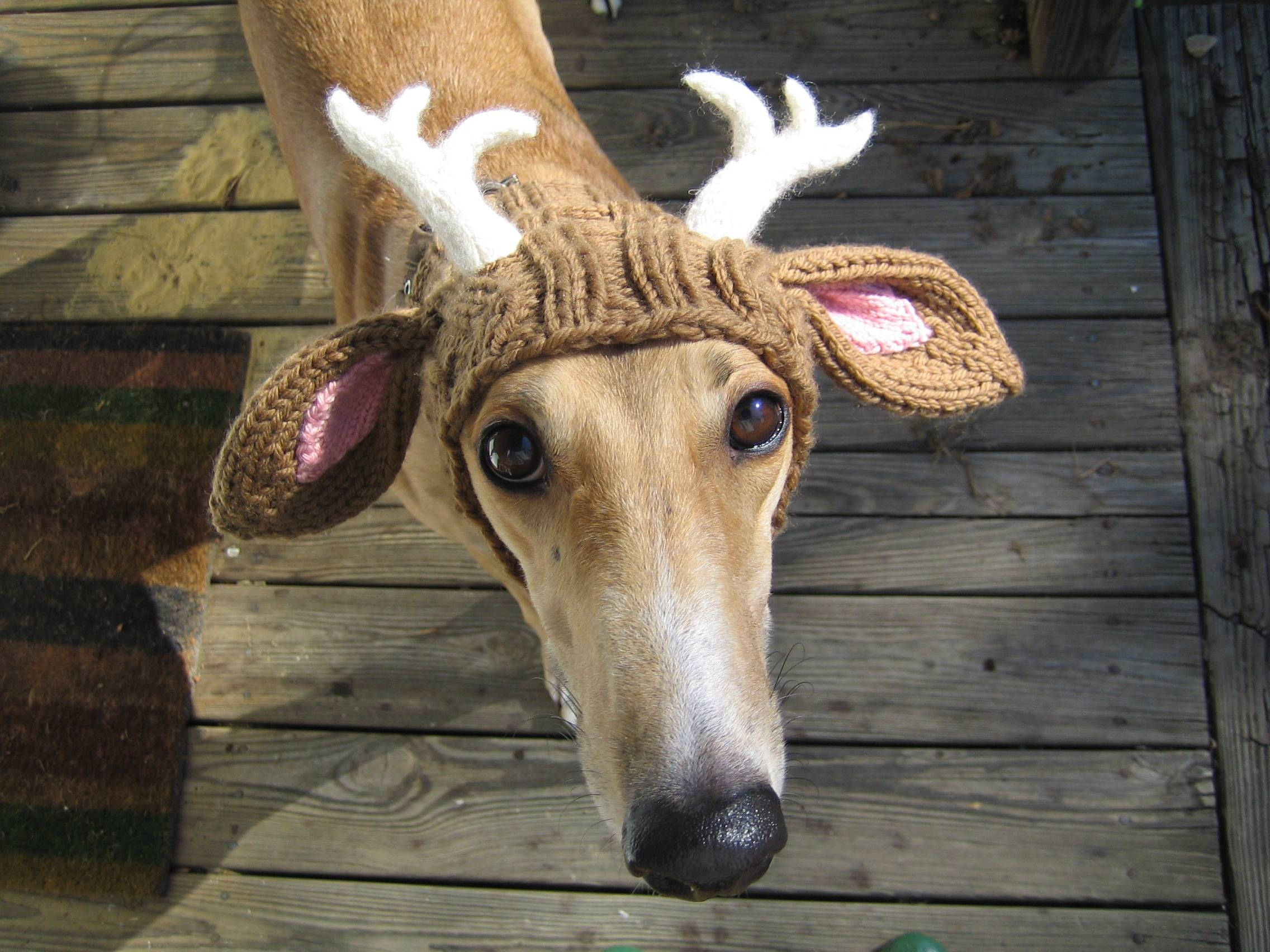 Mbwa rafiki wa reindeer mwenye sifa zake za kipekee Picha ya Ukuta