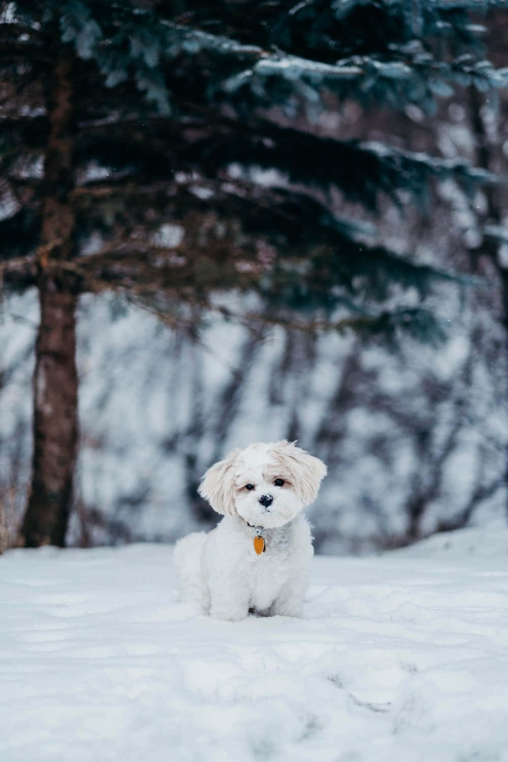 Mbwa Shih Tzu wa Majira ya Baridi Picha ya Ukuta