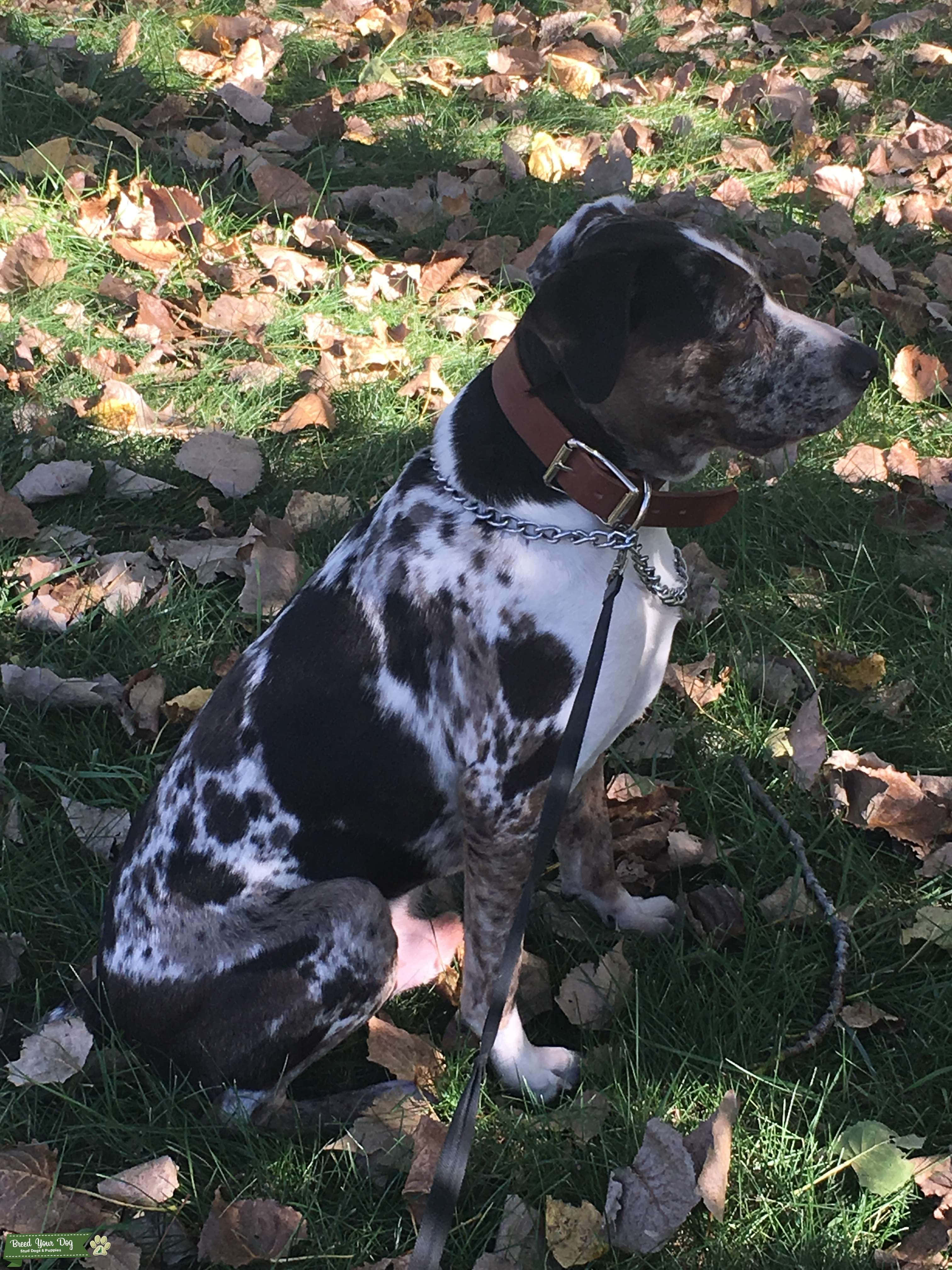 Mbwa wa Catahoula Leopard Dog anayekaa katika jua Picha ya Ukuta