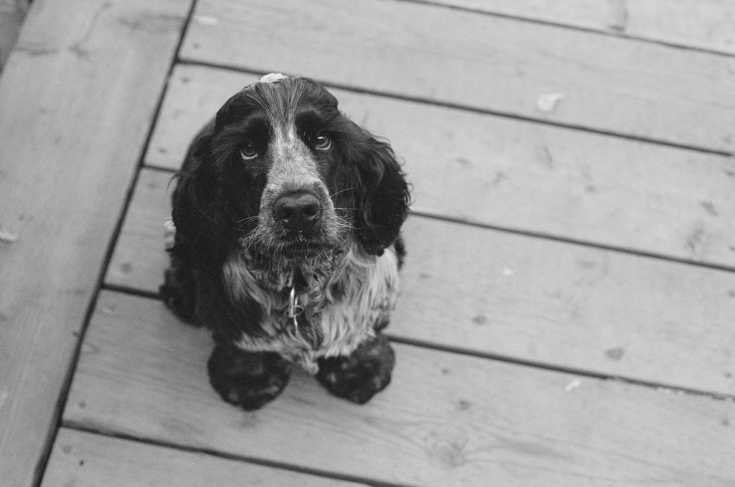 Mbwa wa Cocker Spaniel mweusi anamtazama kwa upendo kamera Picha ya Ukuta