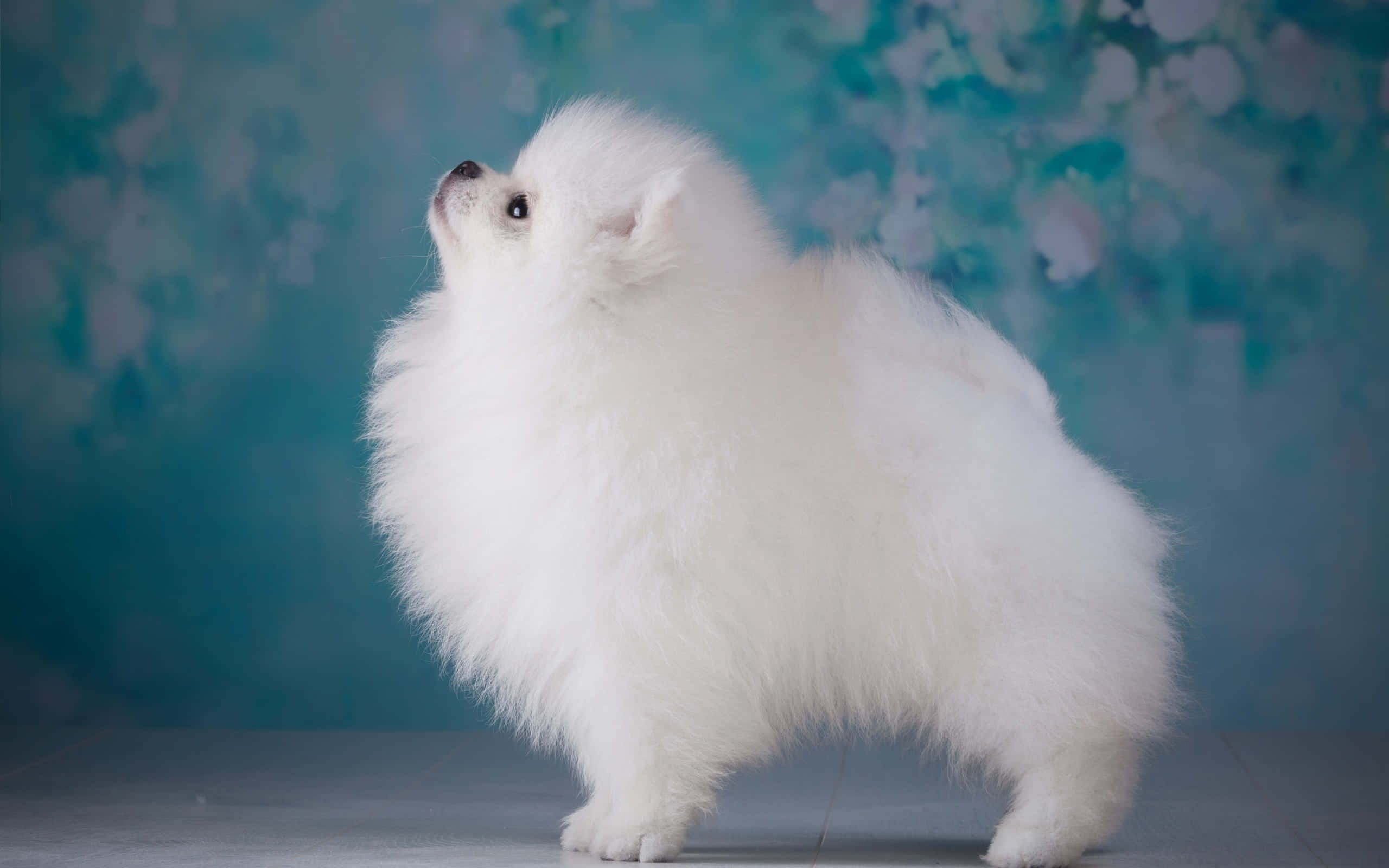 Mbwa wa Pomeranian Aesthetic Picha ya Ukuta