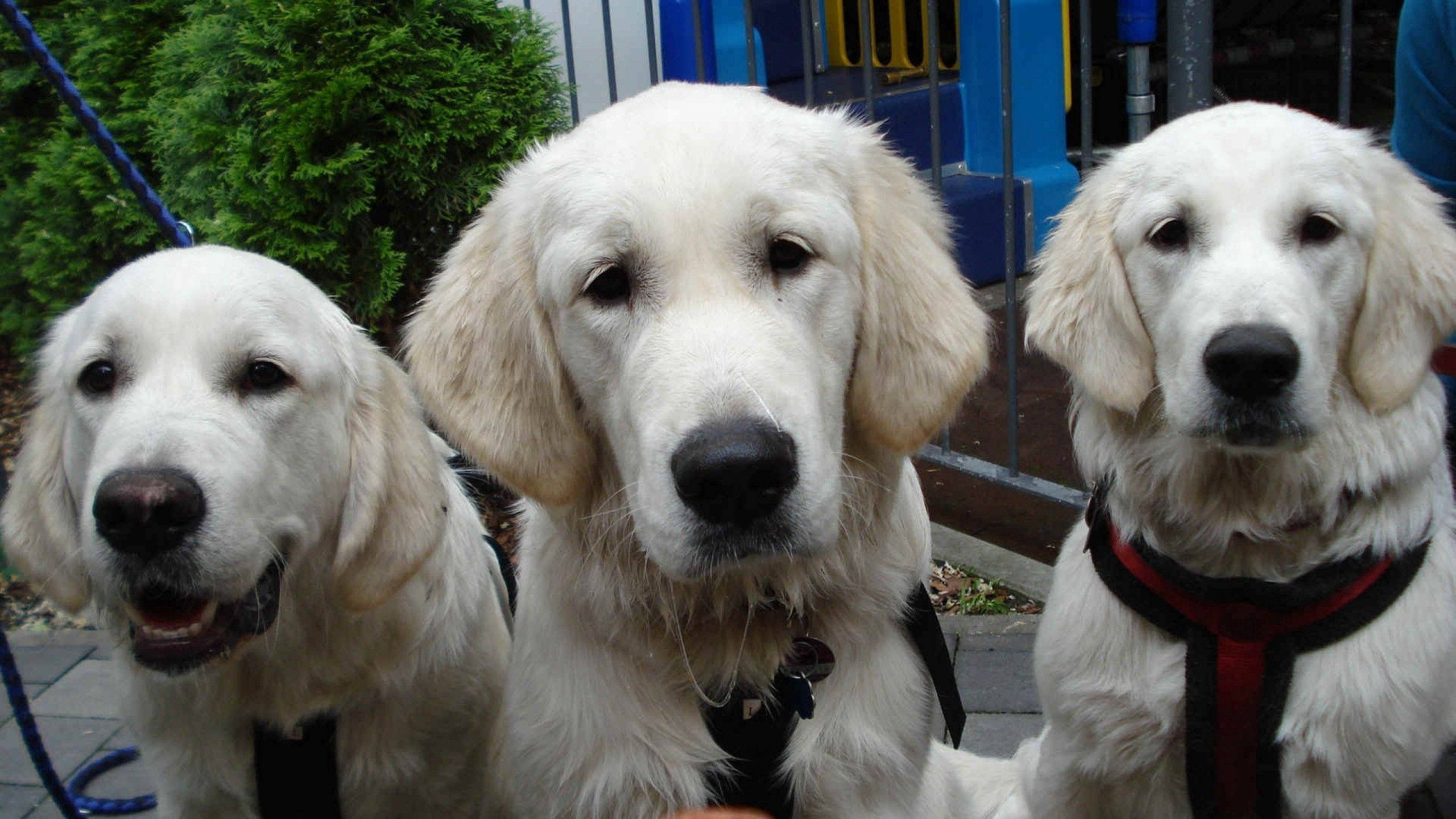 Mbwa Watatu Wazima Waliokomaa wa Cream Labrador Picha ya Ukuta