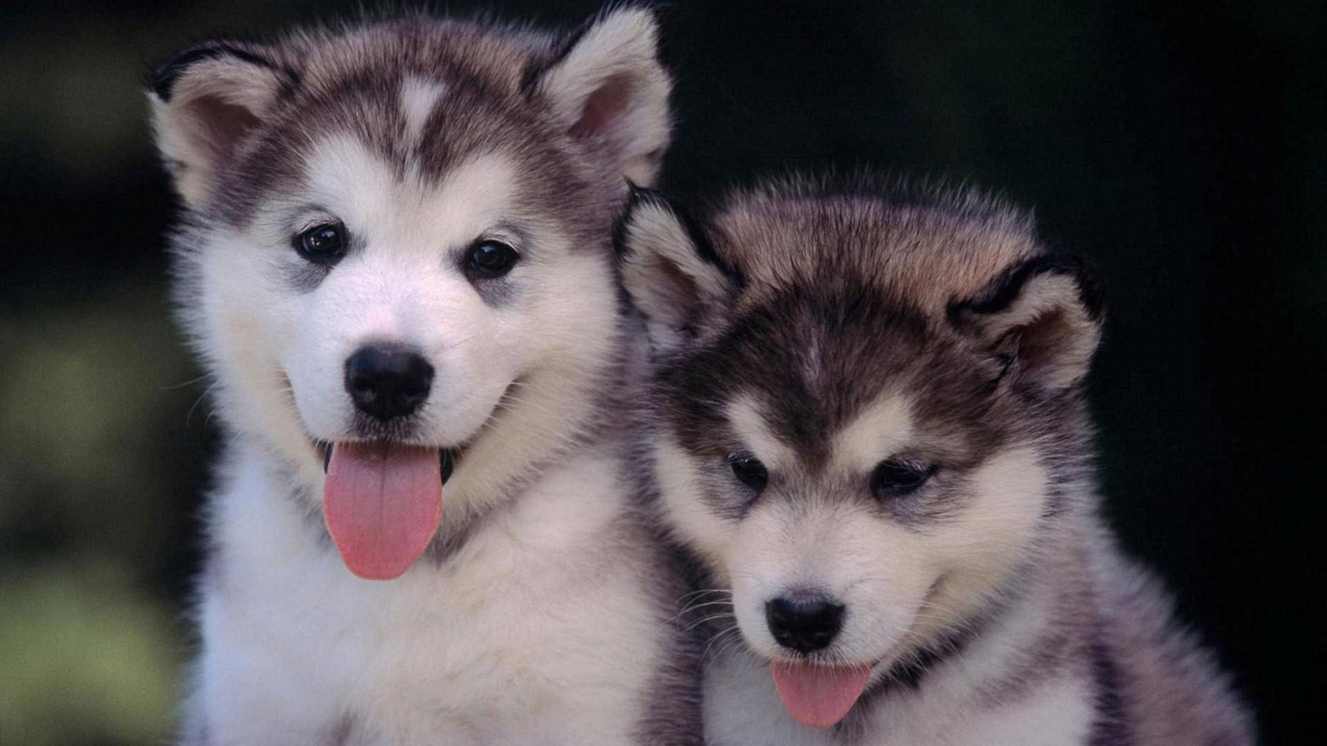 Mbwa Wawili wa Husky Wakitoa Ndimi Picha ya Ukuta