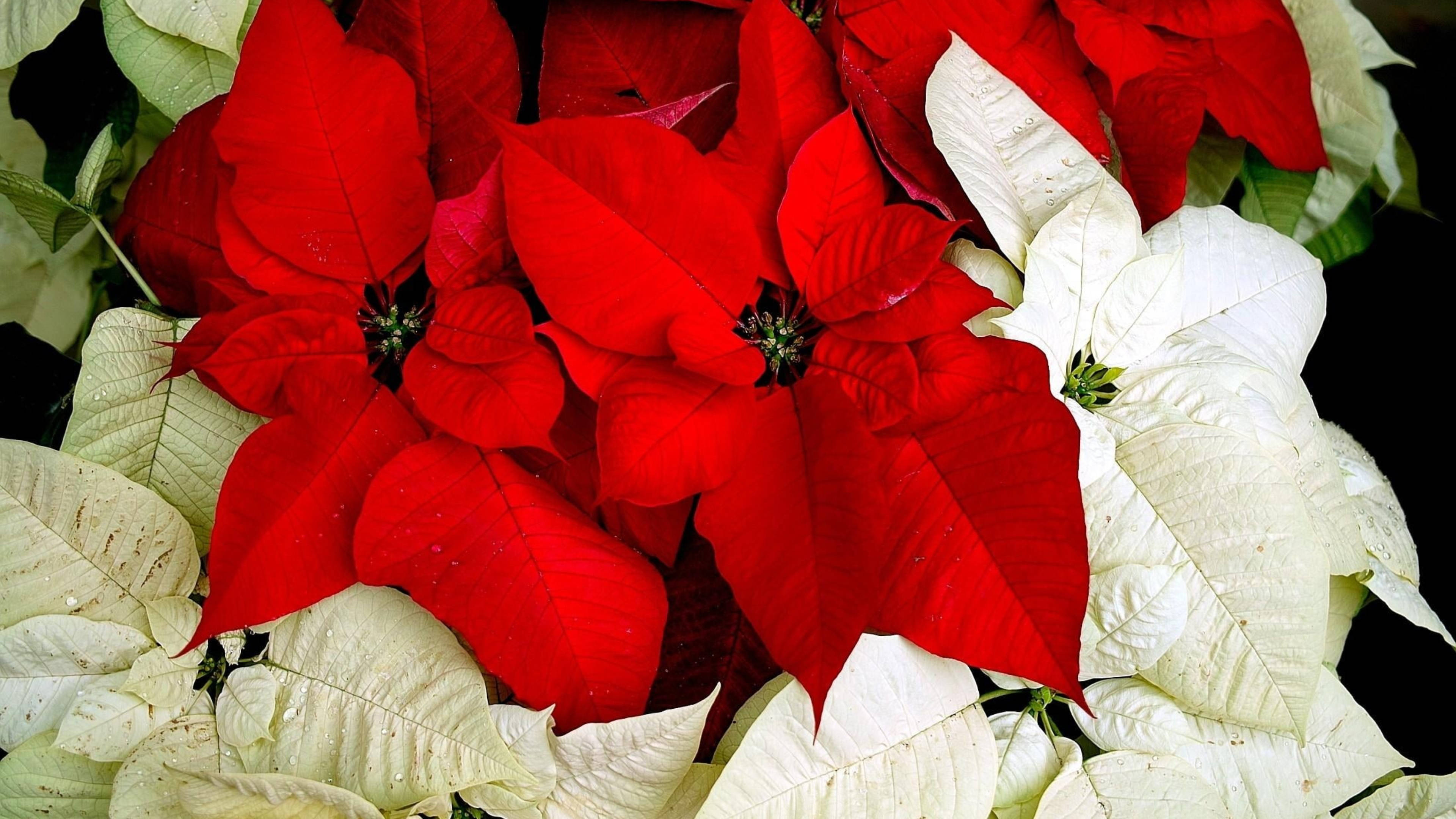 Mchanganyiko wa Kuvutia wa Poinsettia Nyekundu na Nyeupe kwa Siku za Krismasi Picha ya Ukuta