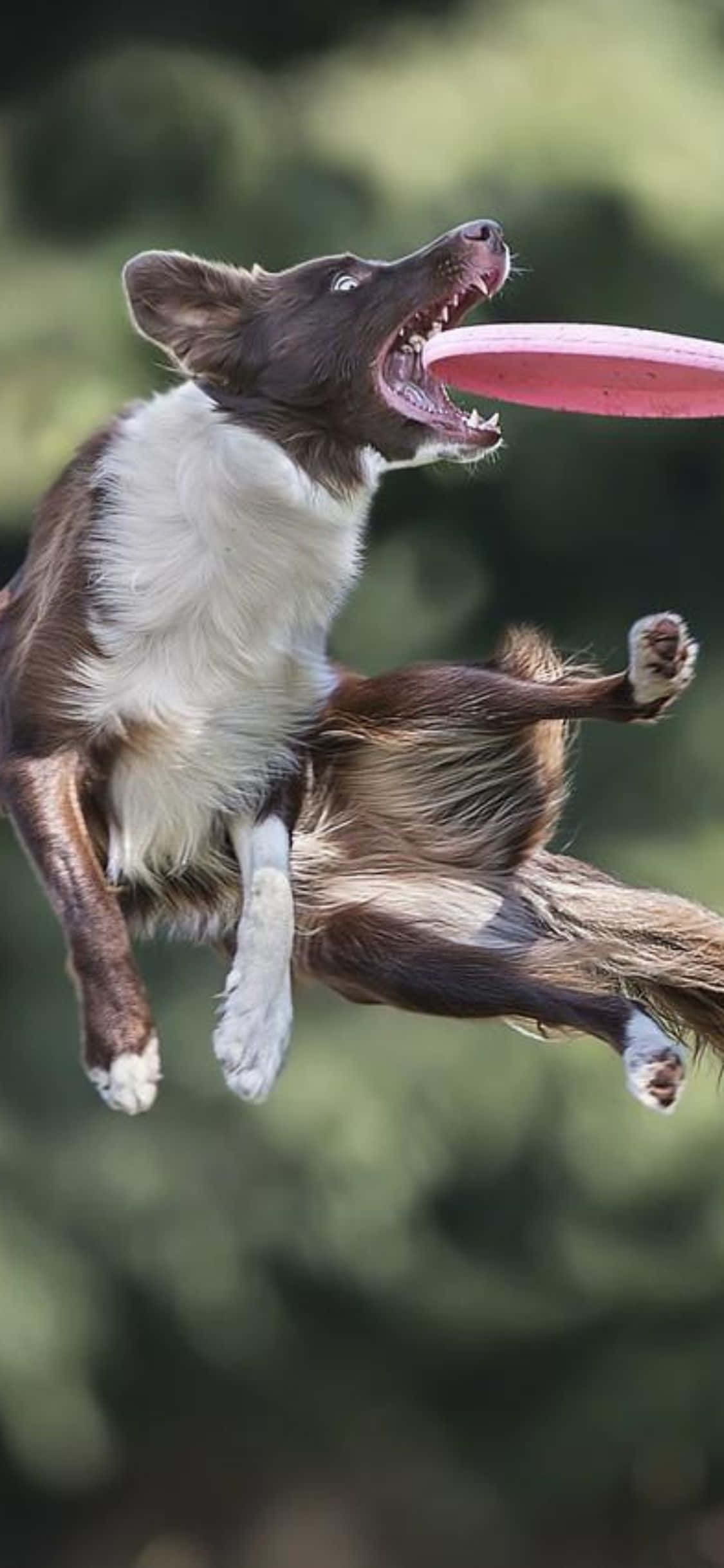 Mchezo wa Frisbee wa Kufurahisha na iPhone Xs Mpya Picha ya Ukuta