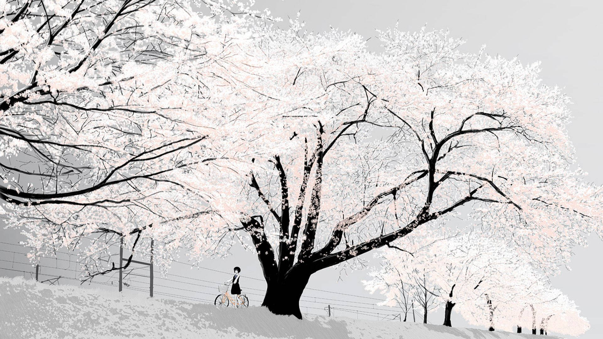 Mchoro Nyeusi na Nyeupe wa Msichana wa Anime Akiwa na Baiskeli Chini ya Mti wa Cherry Blossom Picha ya Ukuta
