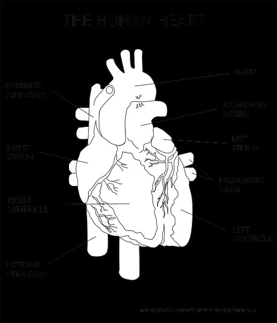 Mchoro wa Anatomia ya Moyo wa Binadamu Picha ya Ukuta