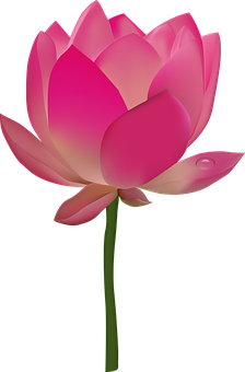Mchoro wa Maua ya Lotus ya Pink Picha ya Ukuta