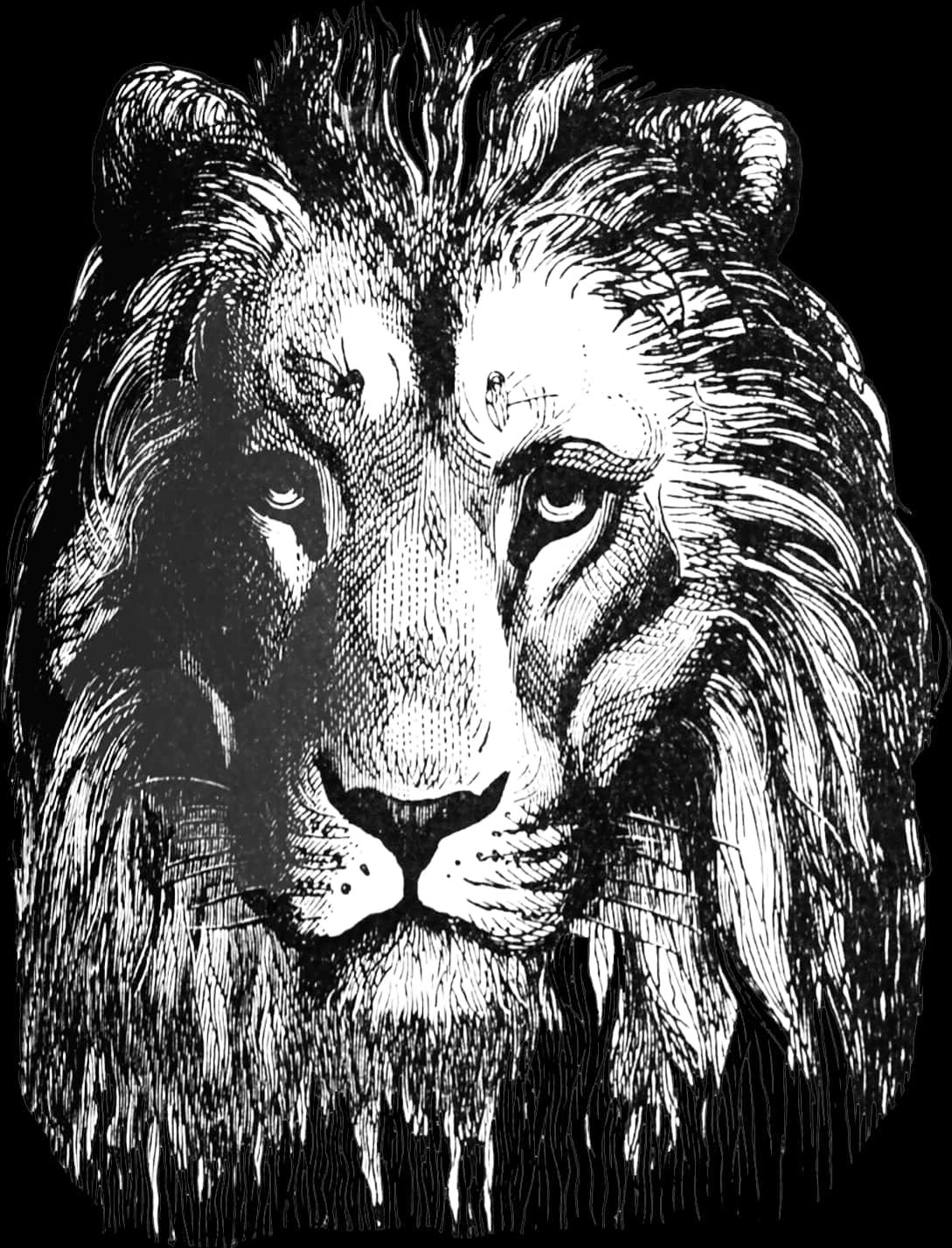 Mchoro wa Simba wa Kifahari Picha ya Ukuta