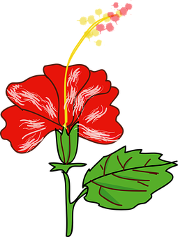 Mchoro wa Vekta ya Hibiskasi Nyekundu Picha ya Ukuta