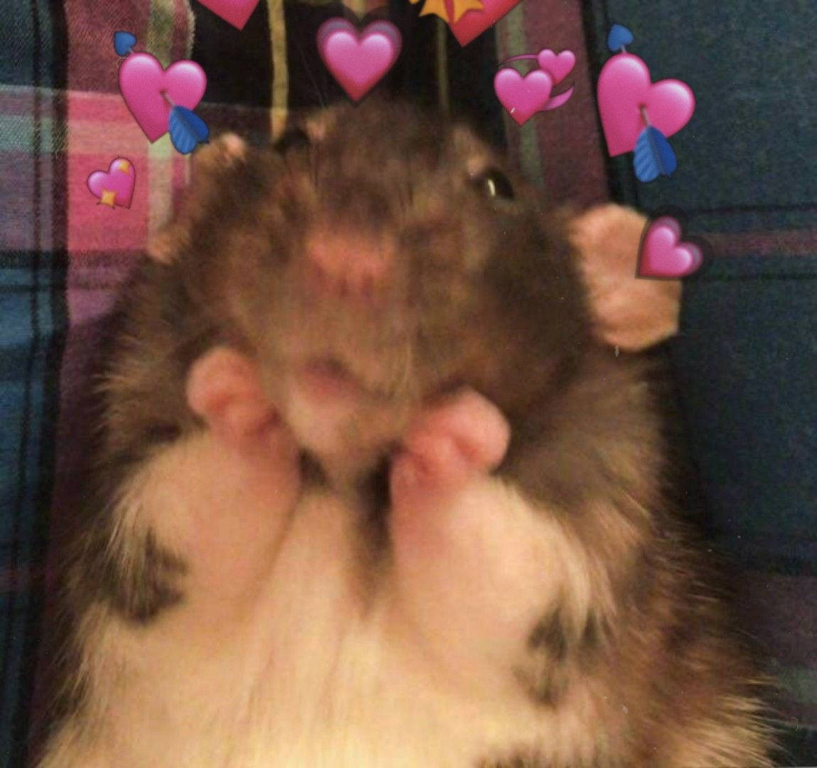 Meme ya Hamster Aliyependwa Picha ya Ukuta