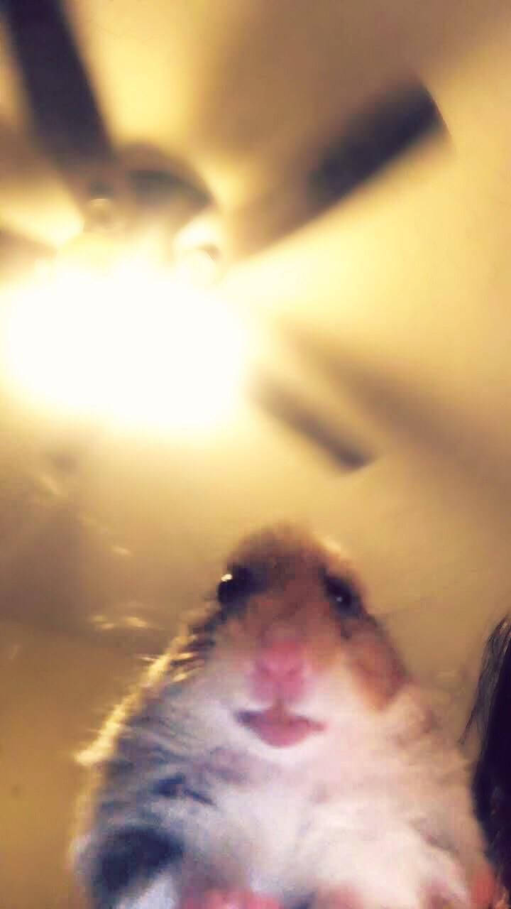 "Meme ya Hamster Pekee" Picha ya Ukuta