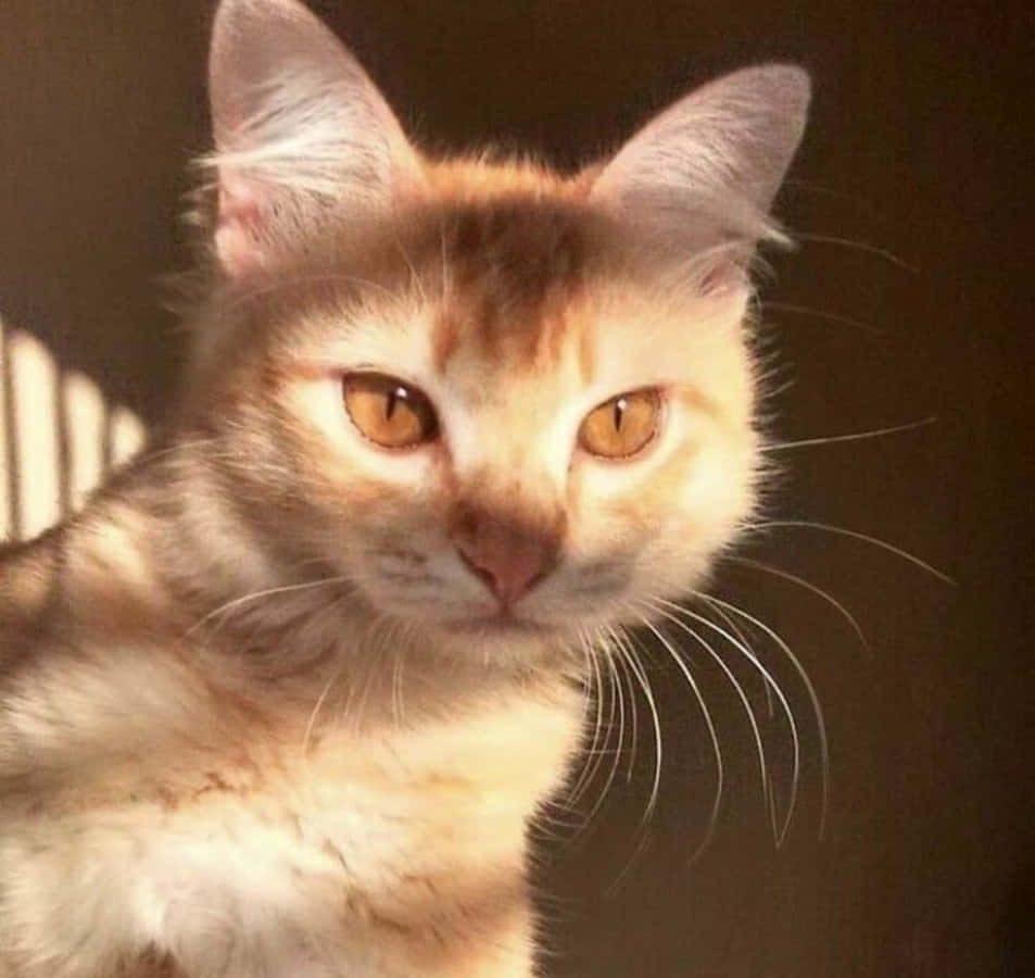 Meow na Kuwa Aesthetic Picha ya Ukuta