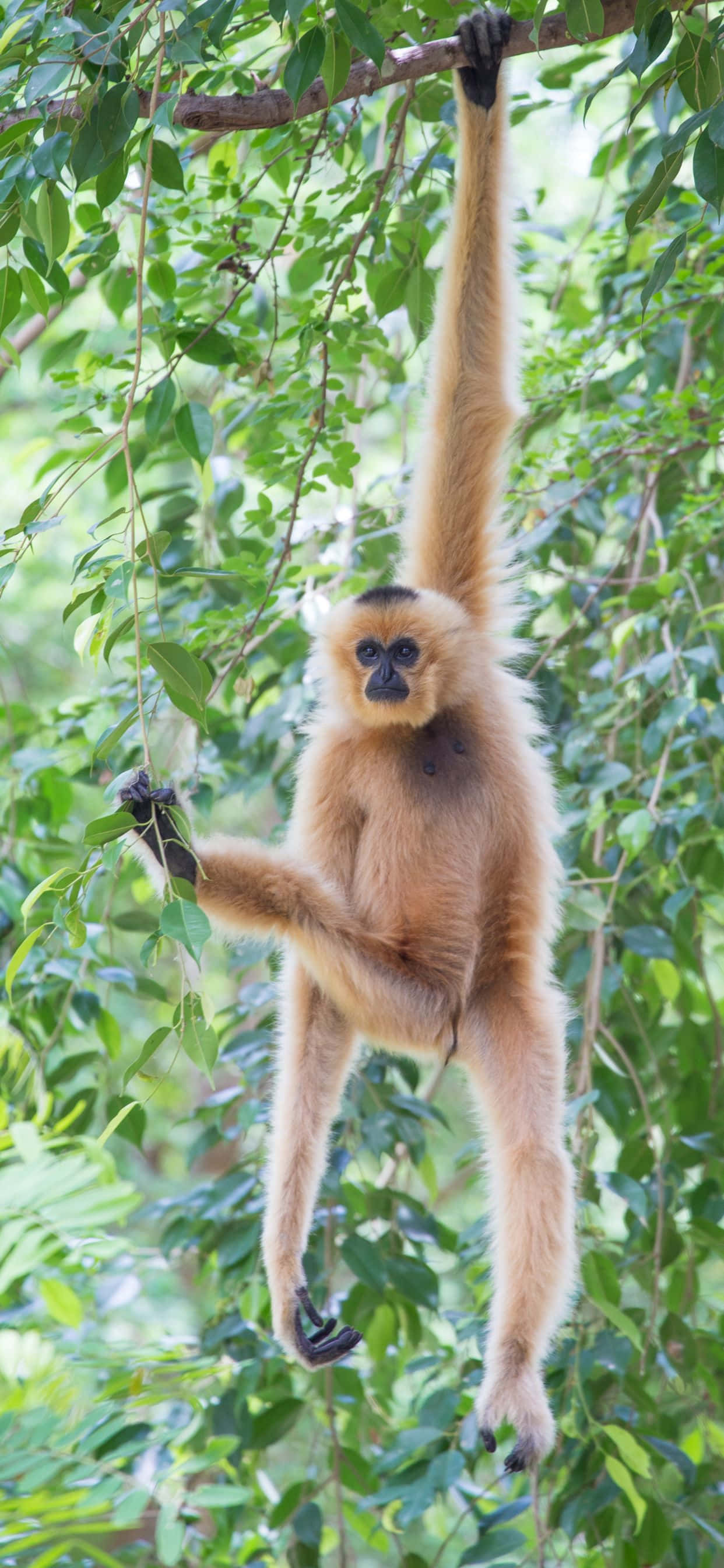 Michezo ya Akili na iPhone Xs Max Gibbon Picha ya Ukuta