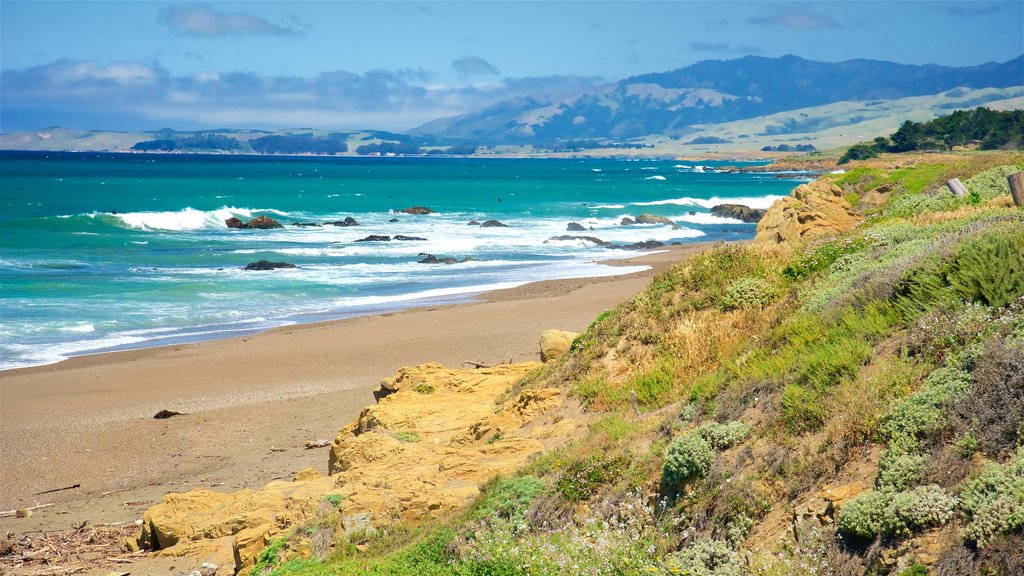 Mimea ya Pwani ya San Simeon Picha ya Ukuta