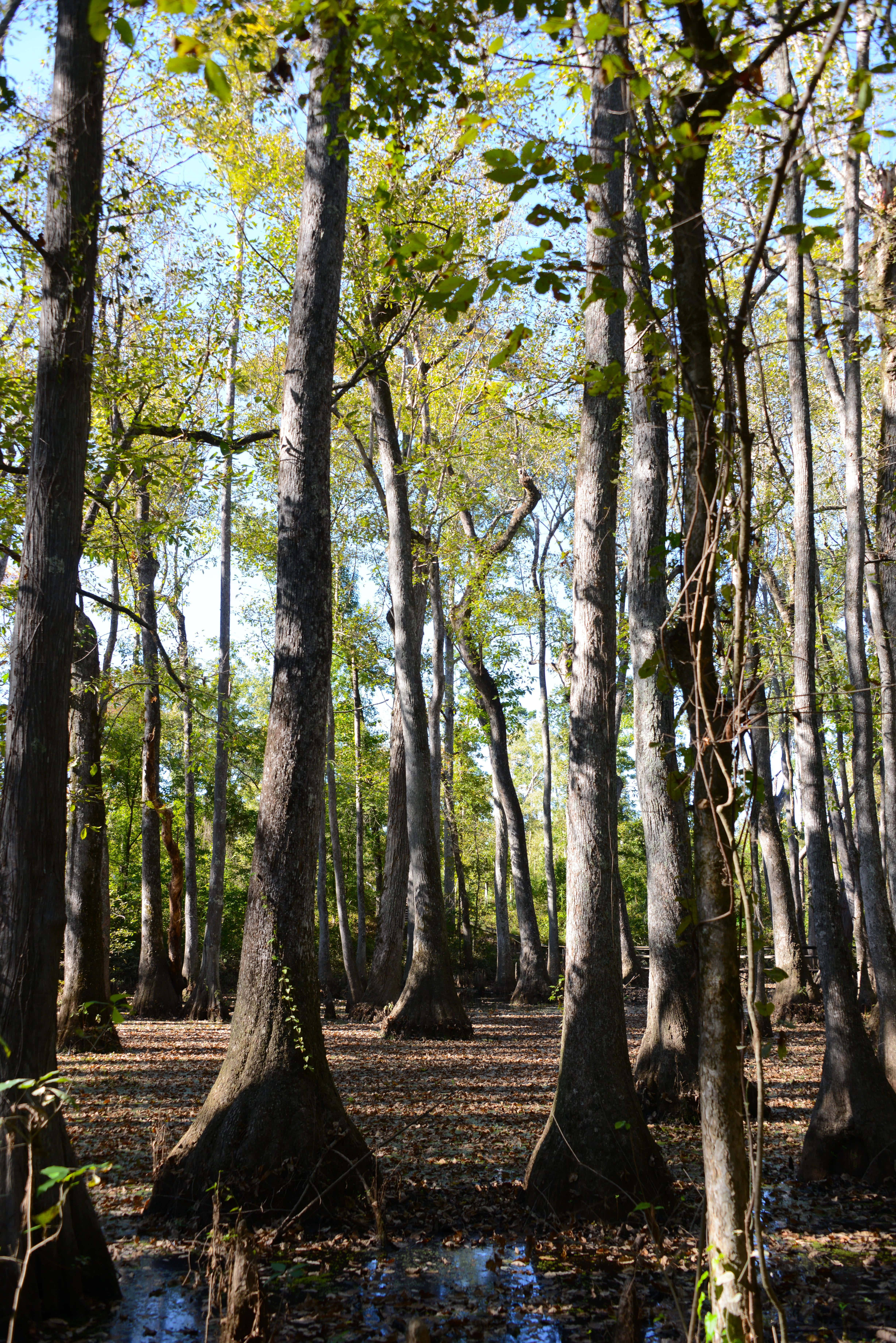 Misissippi Woods Picha ya Ukuta