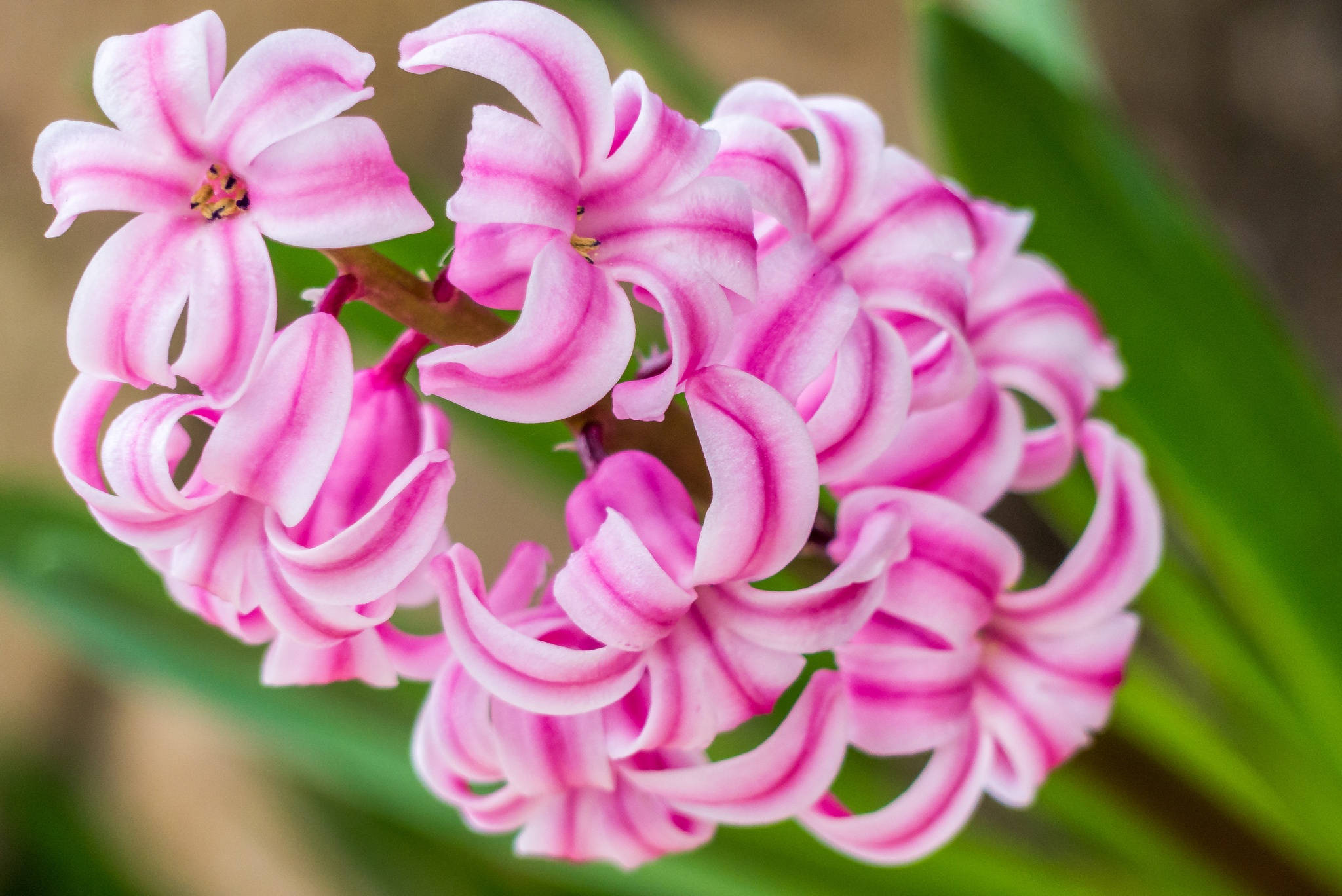 Miss Saigon Hyacinth Flowers Picha ya Ukuta
