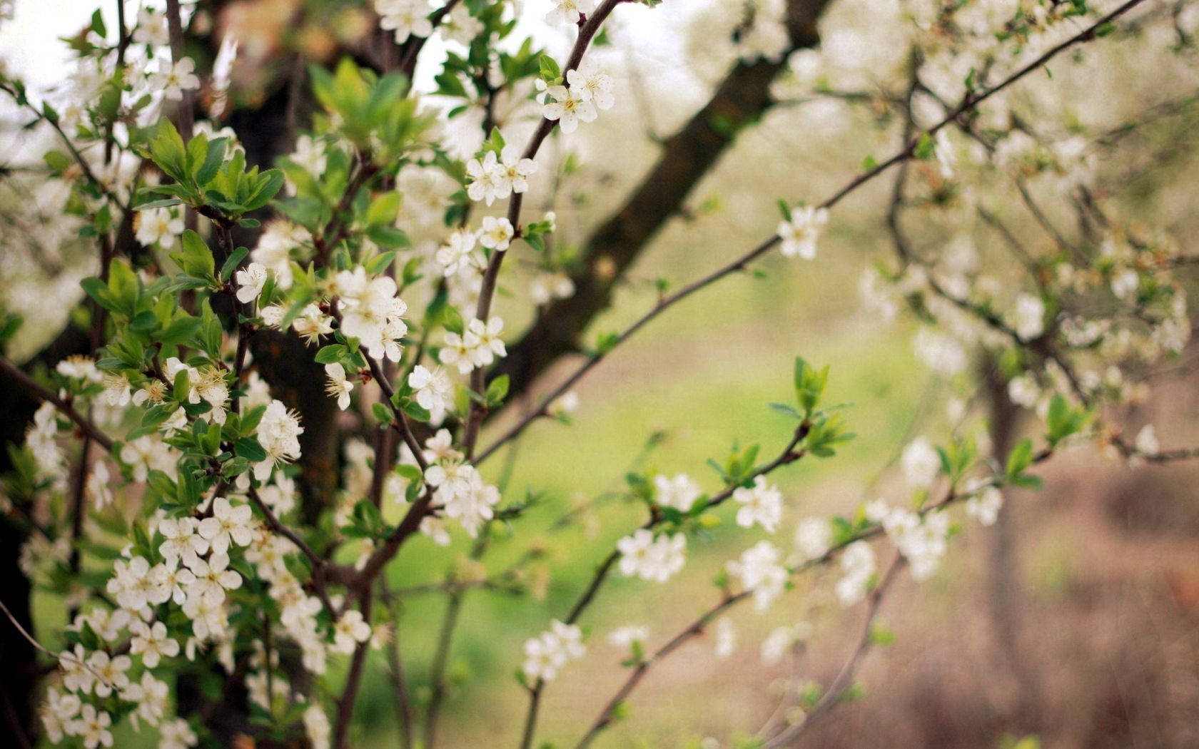 Miti Inayofungua ya Spring Picha ya Ukuta